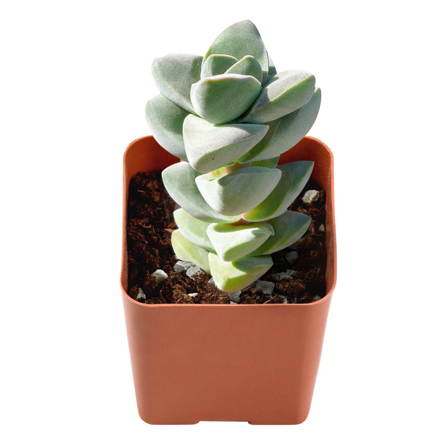 crassula moonglow succulent Crassula 'Moonglow'