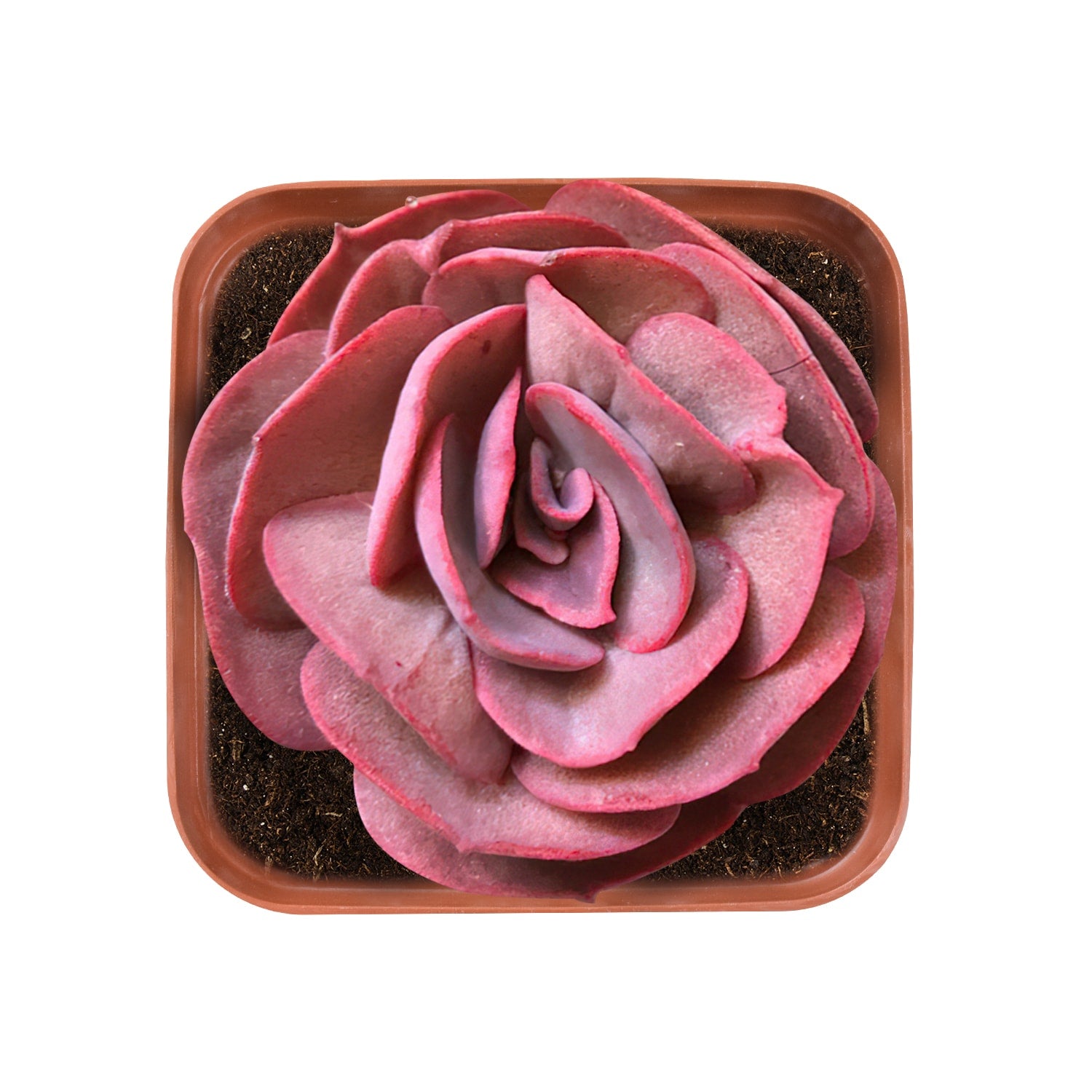 suyon succulent Echeveria 'Suyon'-The Next Gardener – Thenextgardener