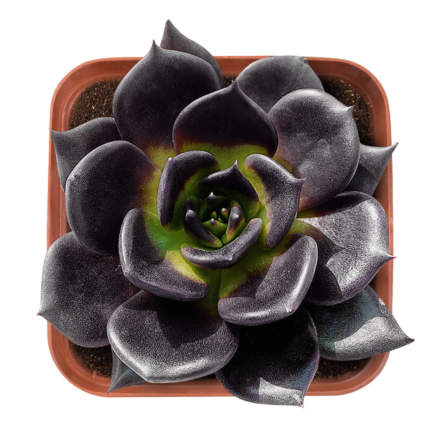 variegated black prince echeveria succulent Echeveria 'Black Prince' – Thenextgardener