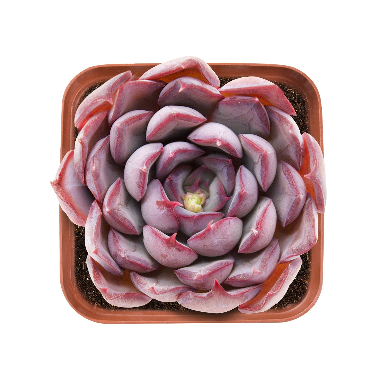 dark ice succulent Echeveria 'Dark Ice'