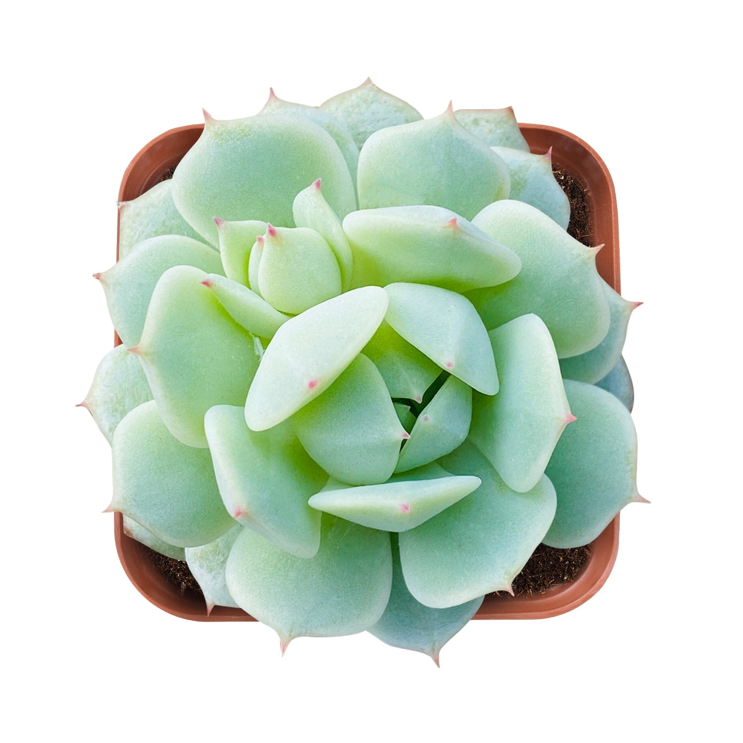 derenbergii succulent Echeveria Derenbergii Hybrid Rose Succulent-The Next Gardener 1 Plant