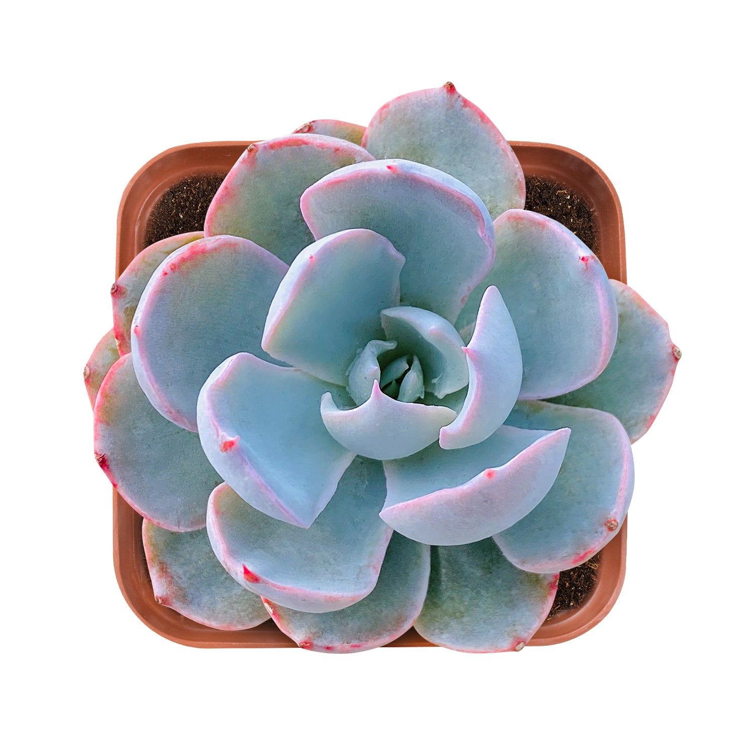 des mets succulents Echeveria Desmetiana de Smelt – Thenextgardener