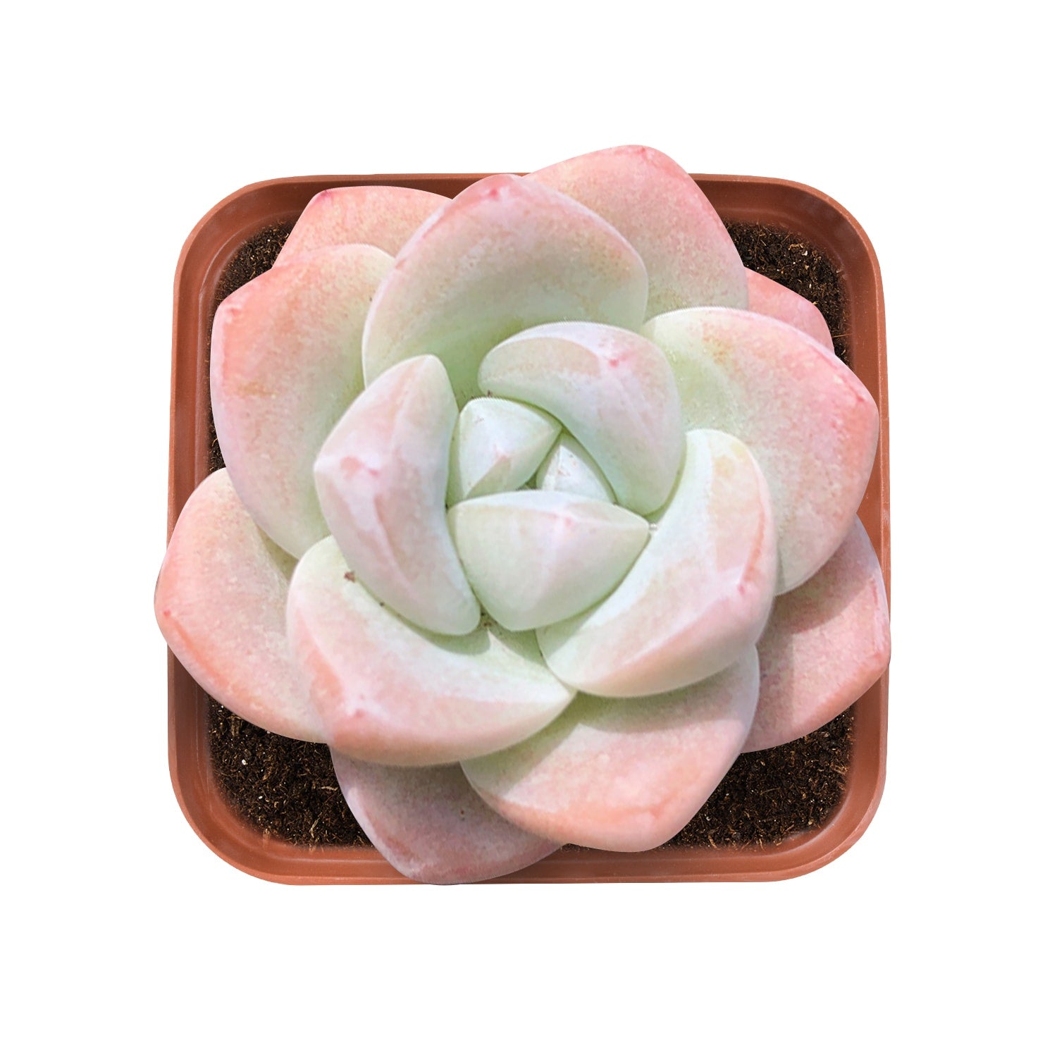 green ice succulent Echeveria 'Ice Green' (Rare)