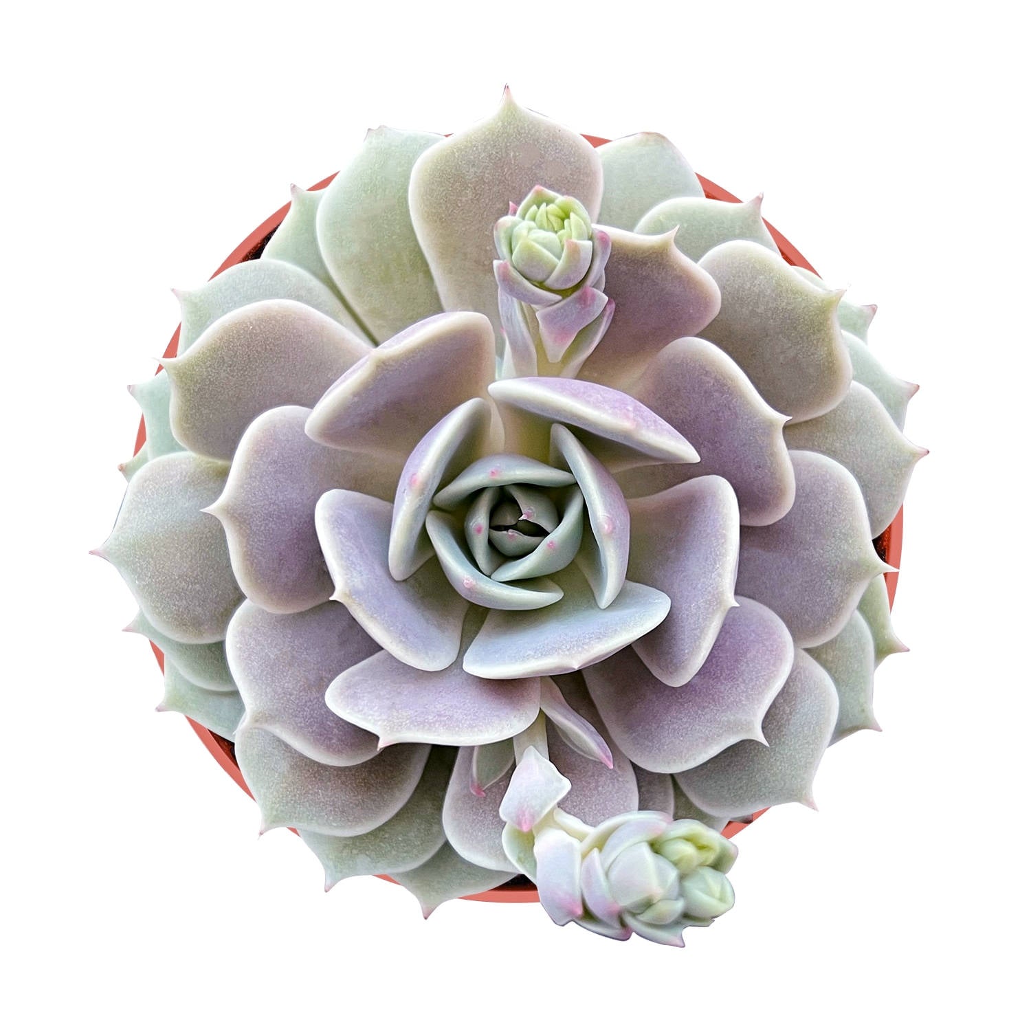 lola succulent Echeveria 'Lola' (4 inch) 10 Plants