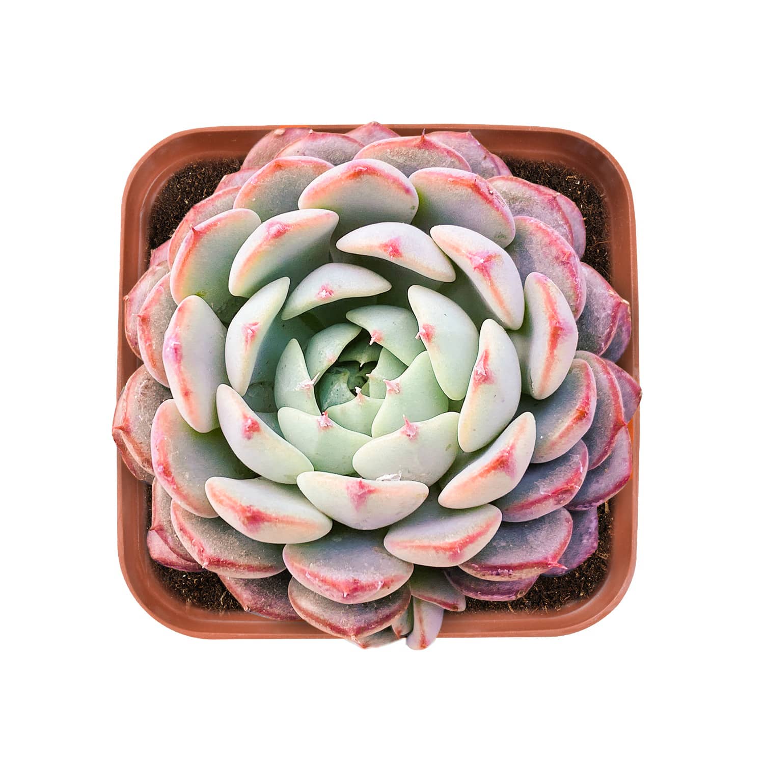 minima succulent Echeveria Minima 3 Plants