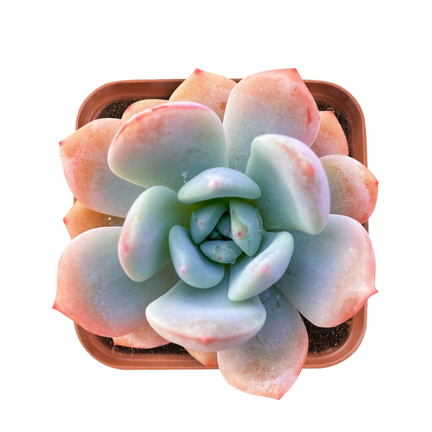 angel hair succulent Echeveria 'Snow Angel' 10 Plants