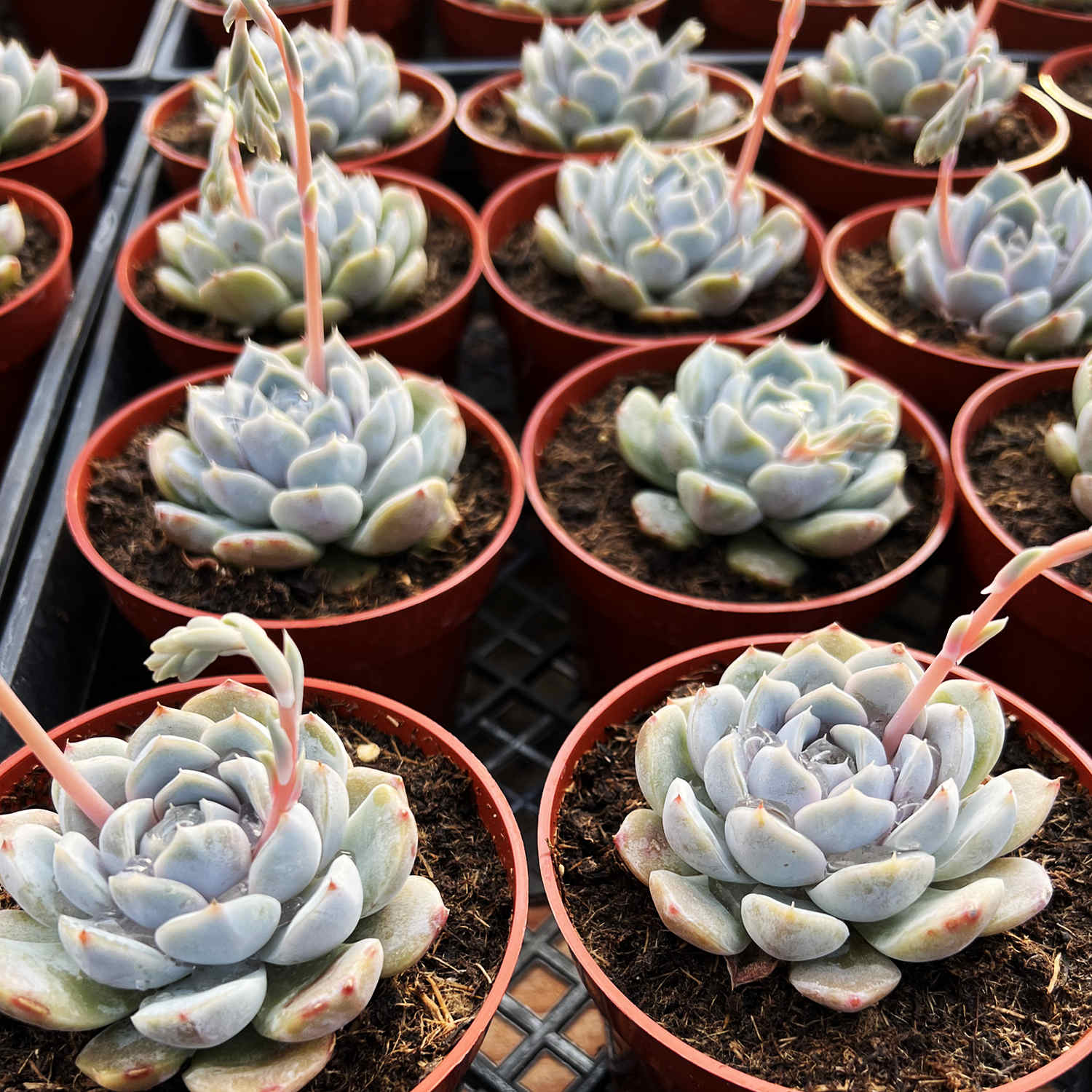 blue rabbit succulent Echeveria 'Snow Bunny' (4 inch) Multi-head / 10 Plants