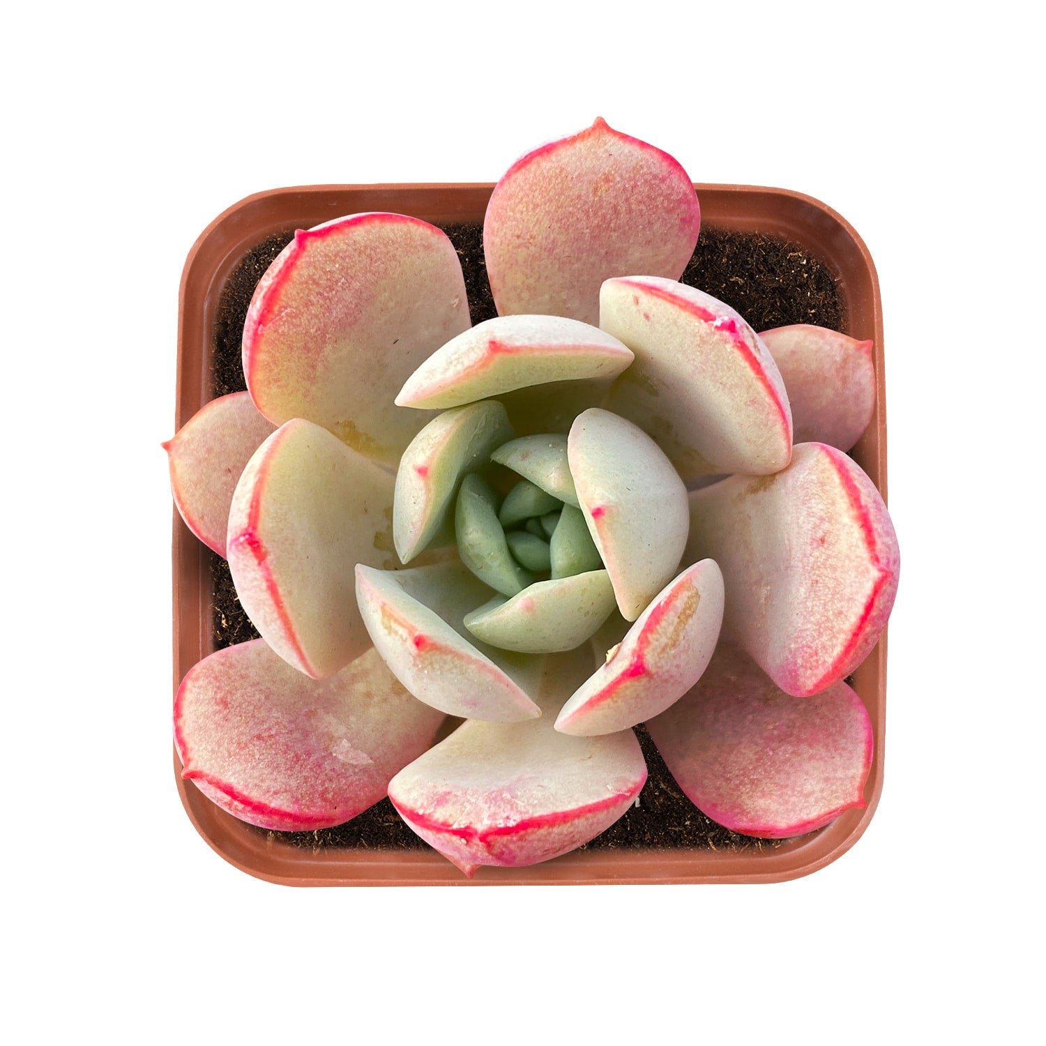 succulent sub Echeveria Subcorymbosa Lau 026