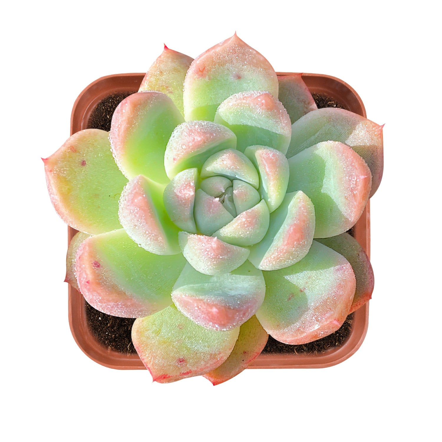 suryeon succulent Echeveria 'Suryeon' 20 Plants