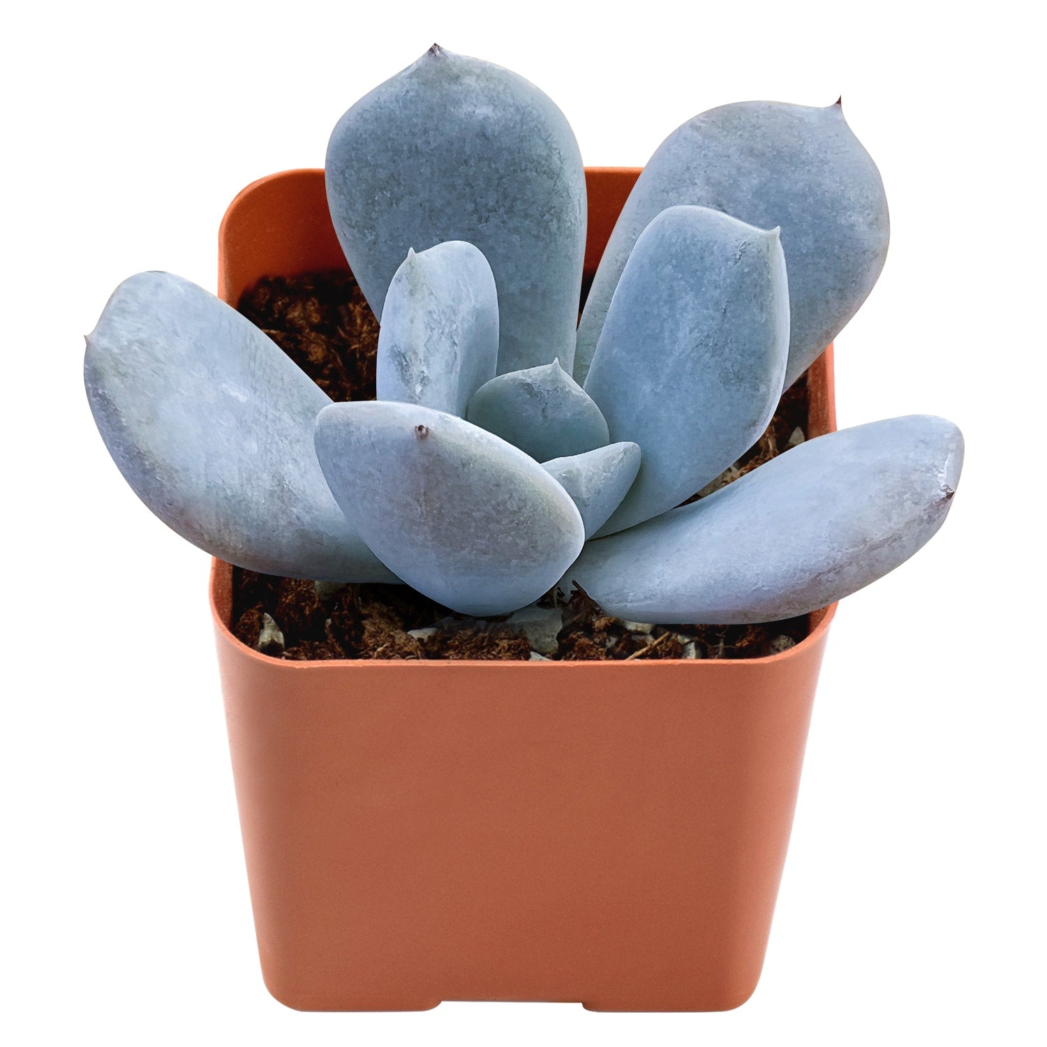 tiramisu succulent Echeveria 'Tiramisu'