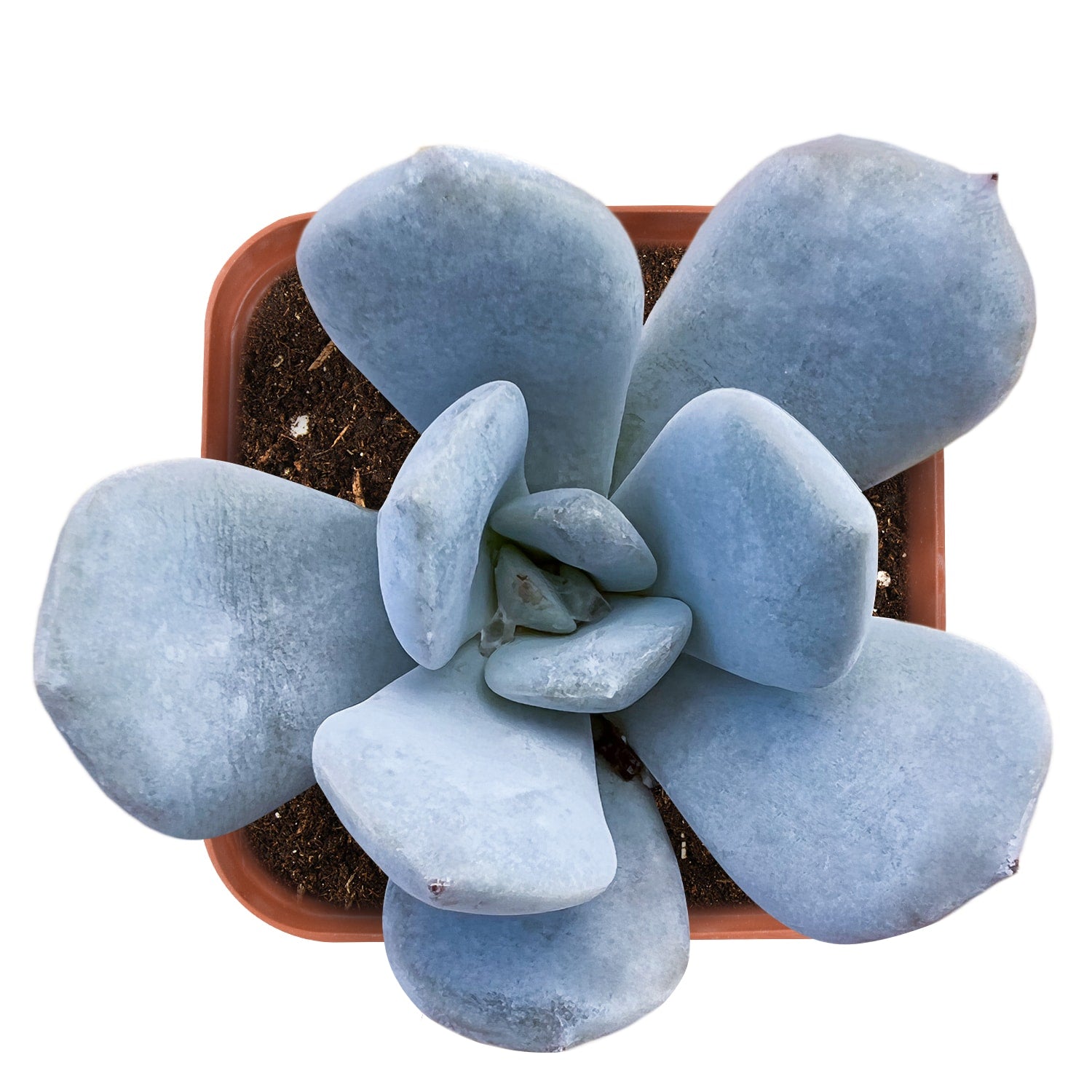 tiramisu succulent Echeveria 'Tiramisu'
