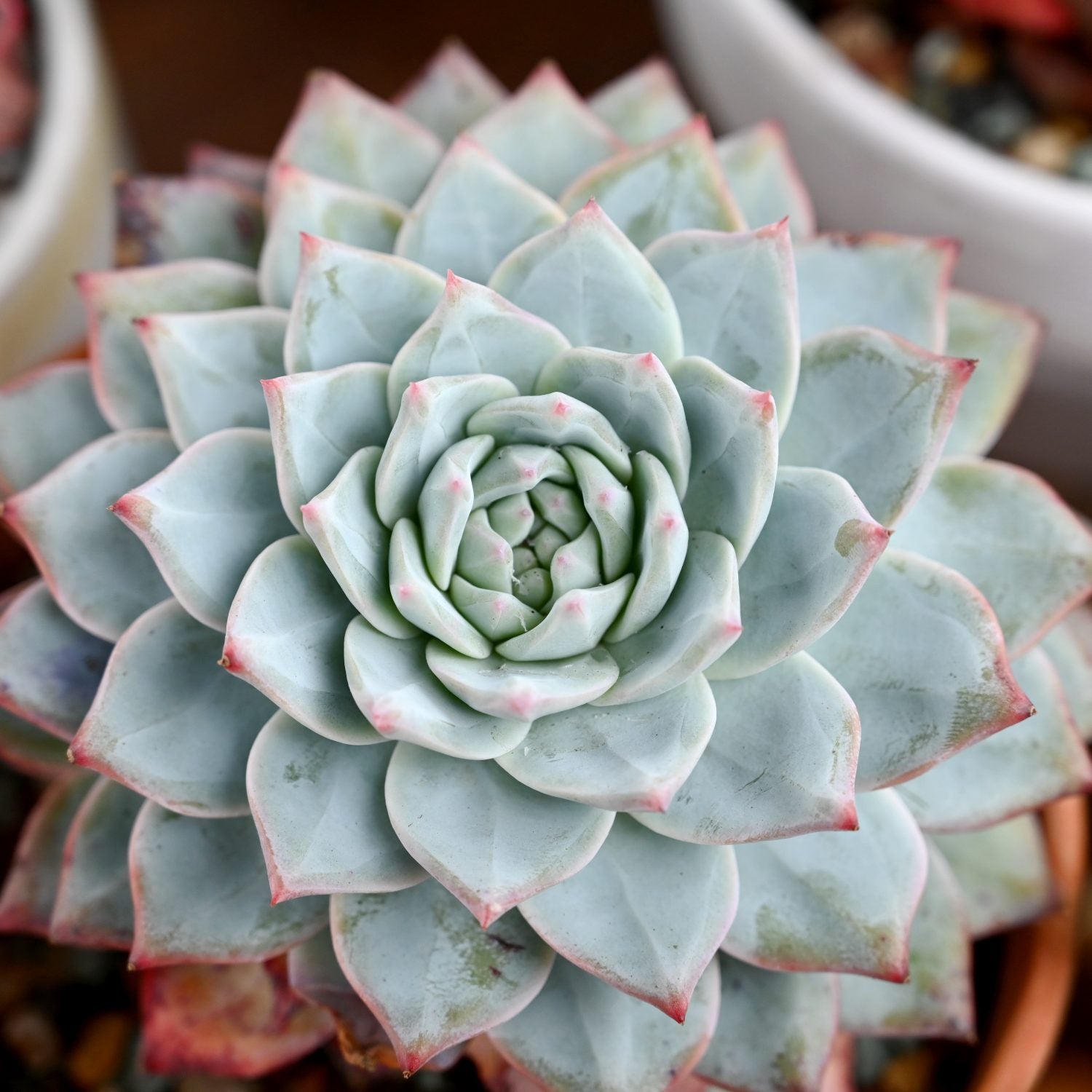 echeveria blue bird succulent Echeveria 'Blue Bird' (4 inch)