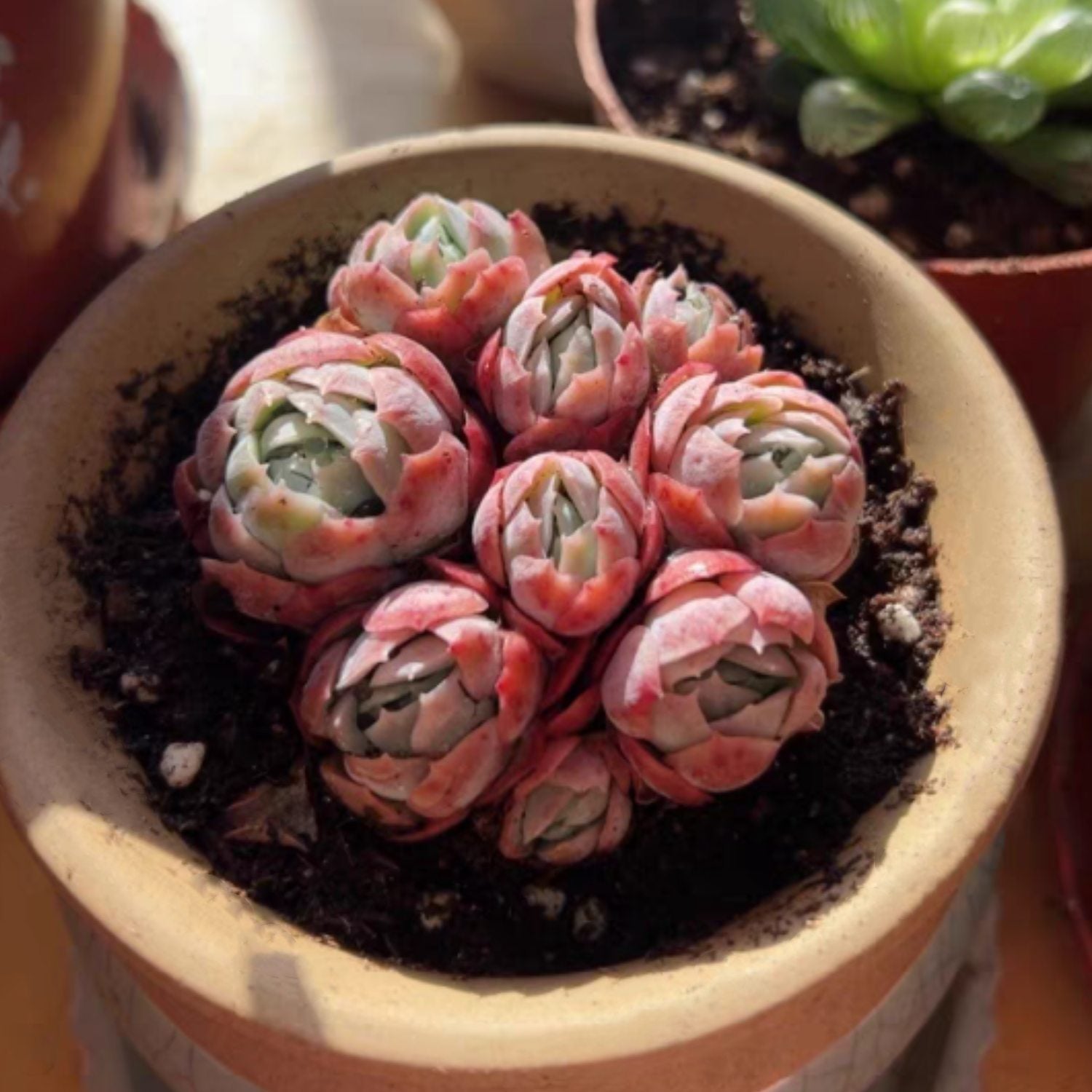red berry succulent Echeveria 'Cream Berry' 10 Plants