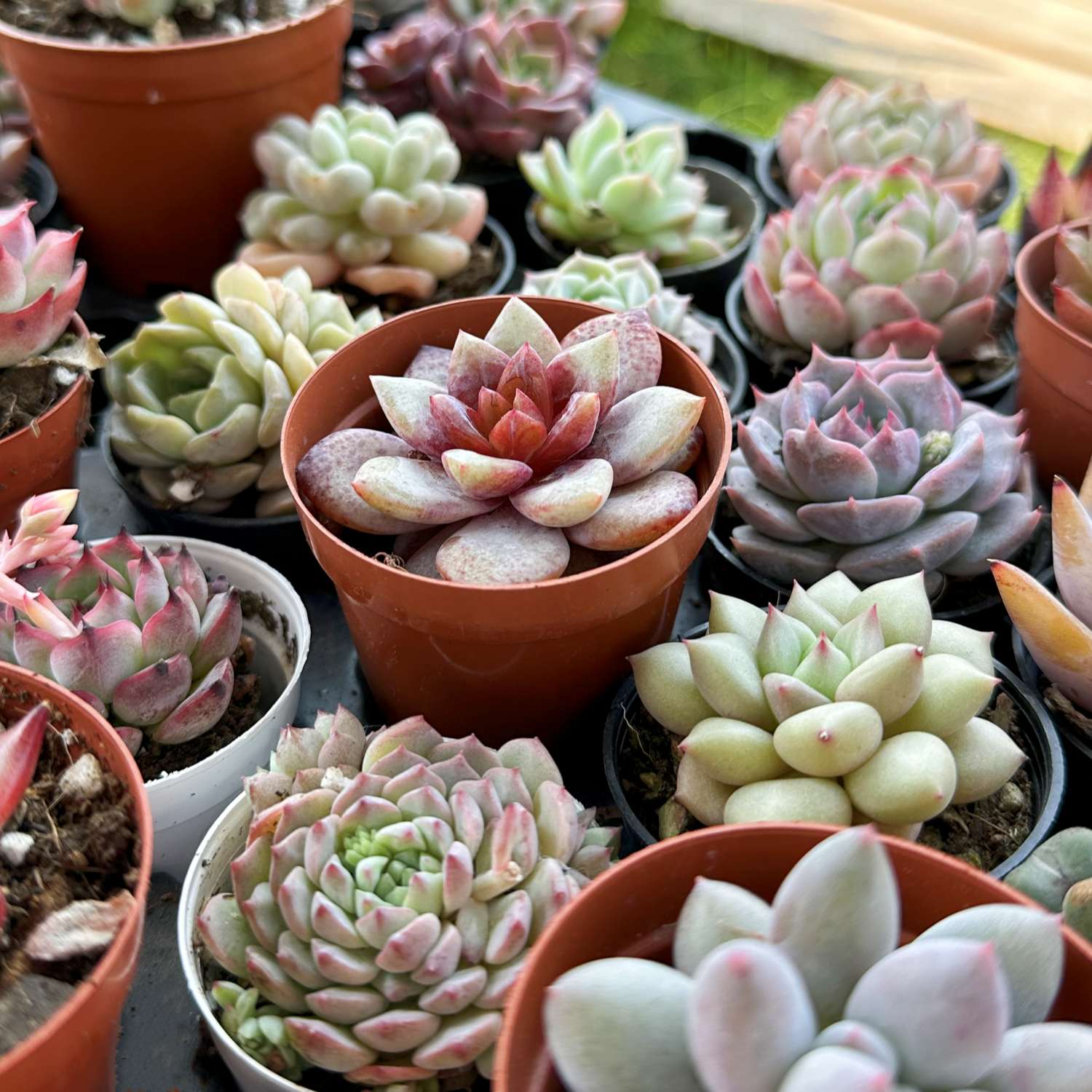 succulent plant in german Echeveria 'German Champagne' (Rare)