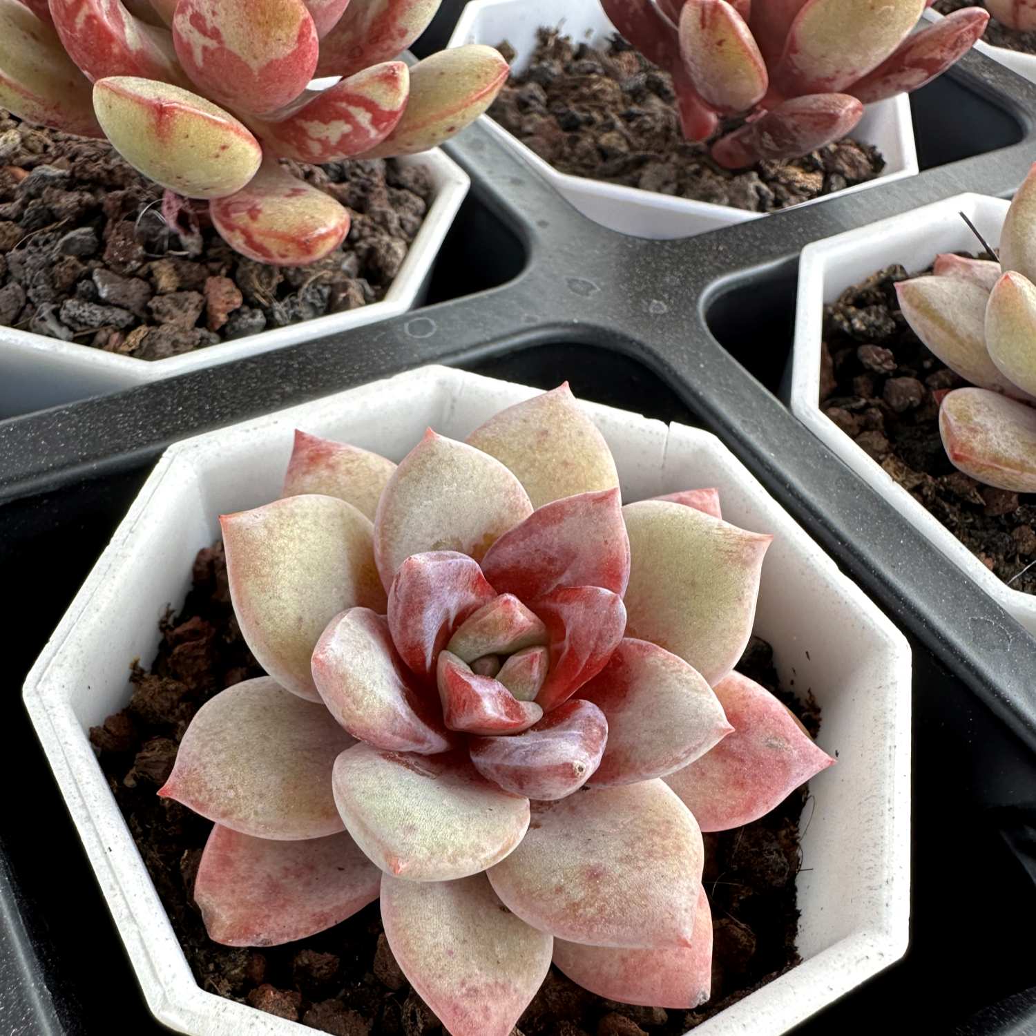 succulent german Echeveria 'German Champagne' (Rare)