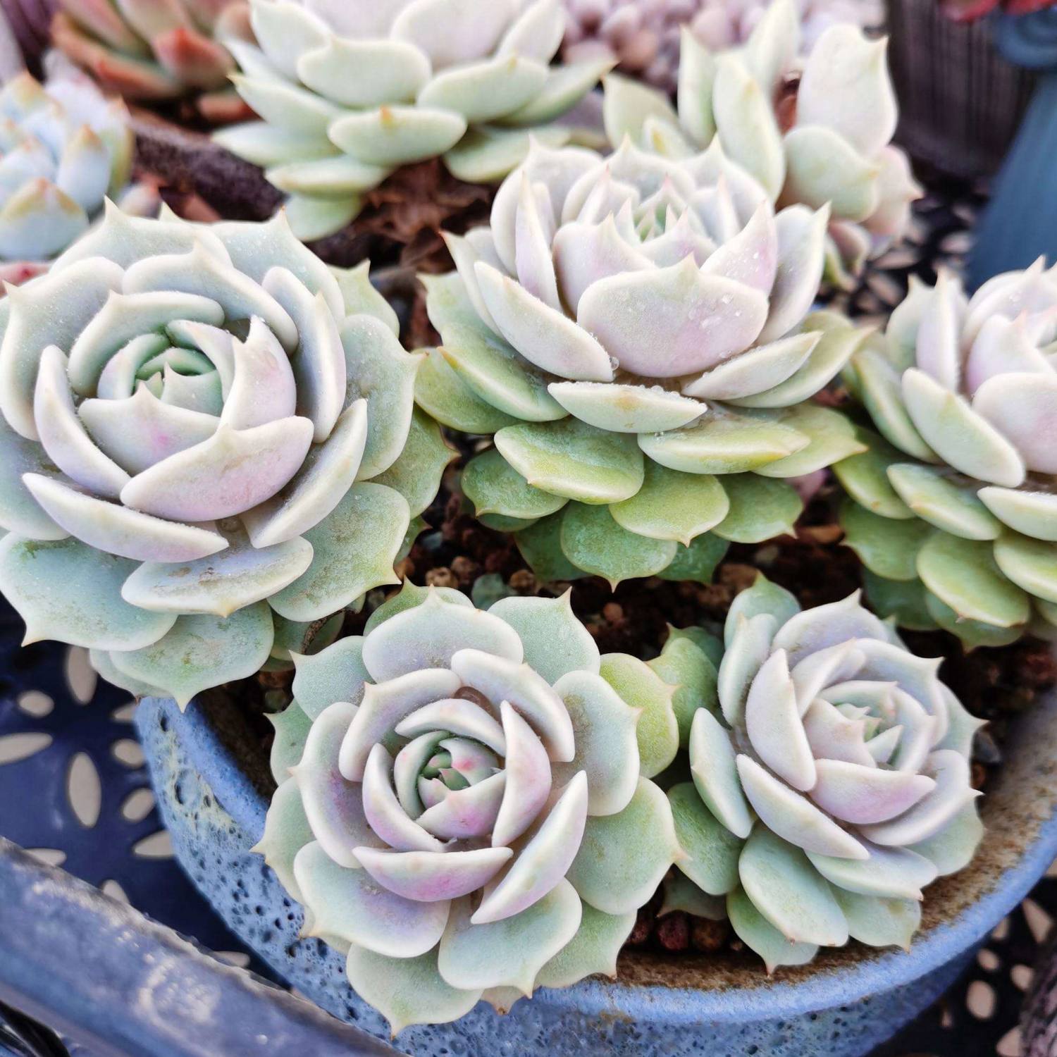 lola succulent flower Echeveria 'Lola' (4 inch) 10 Plants