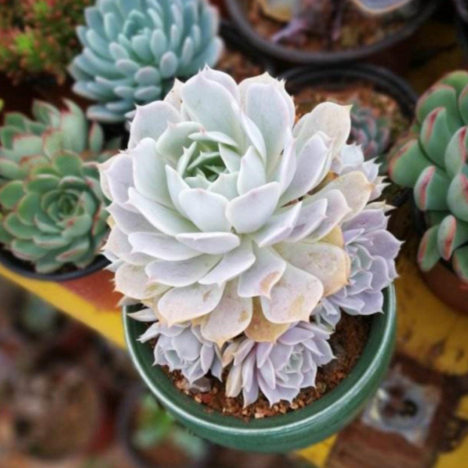 succulent lola Echeveria 'Lola' (4 inch) 10 Plants