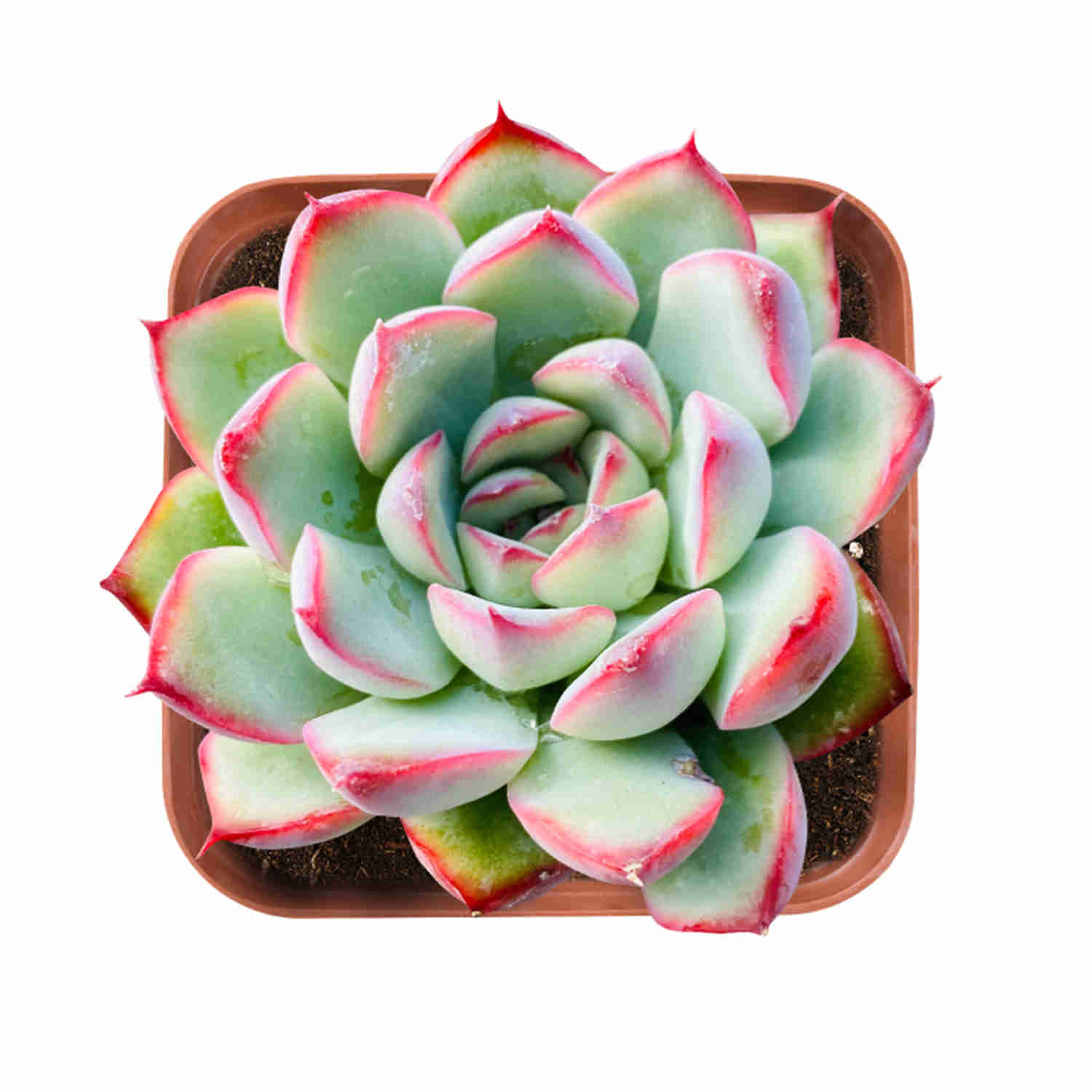 escherichia succulent Echeveria Pulidonis (Walther)