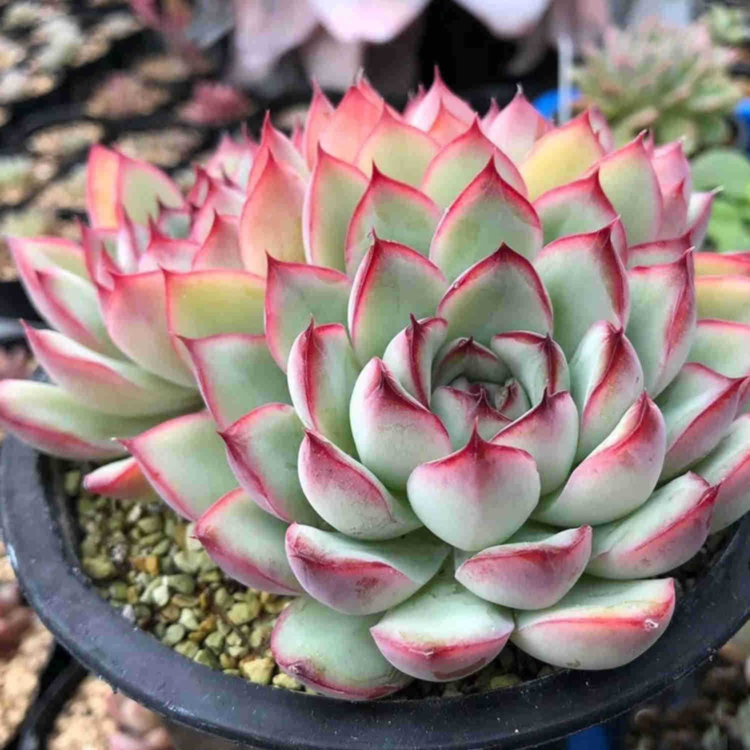 succulent echeveria pulidonis Echeveria Pulidonis(Walther), Rose Succulent for Beginners 20 Plants