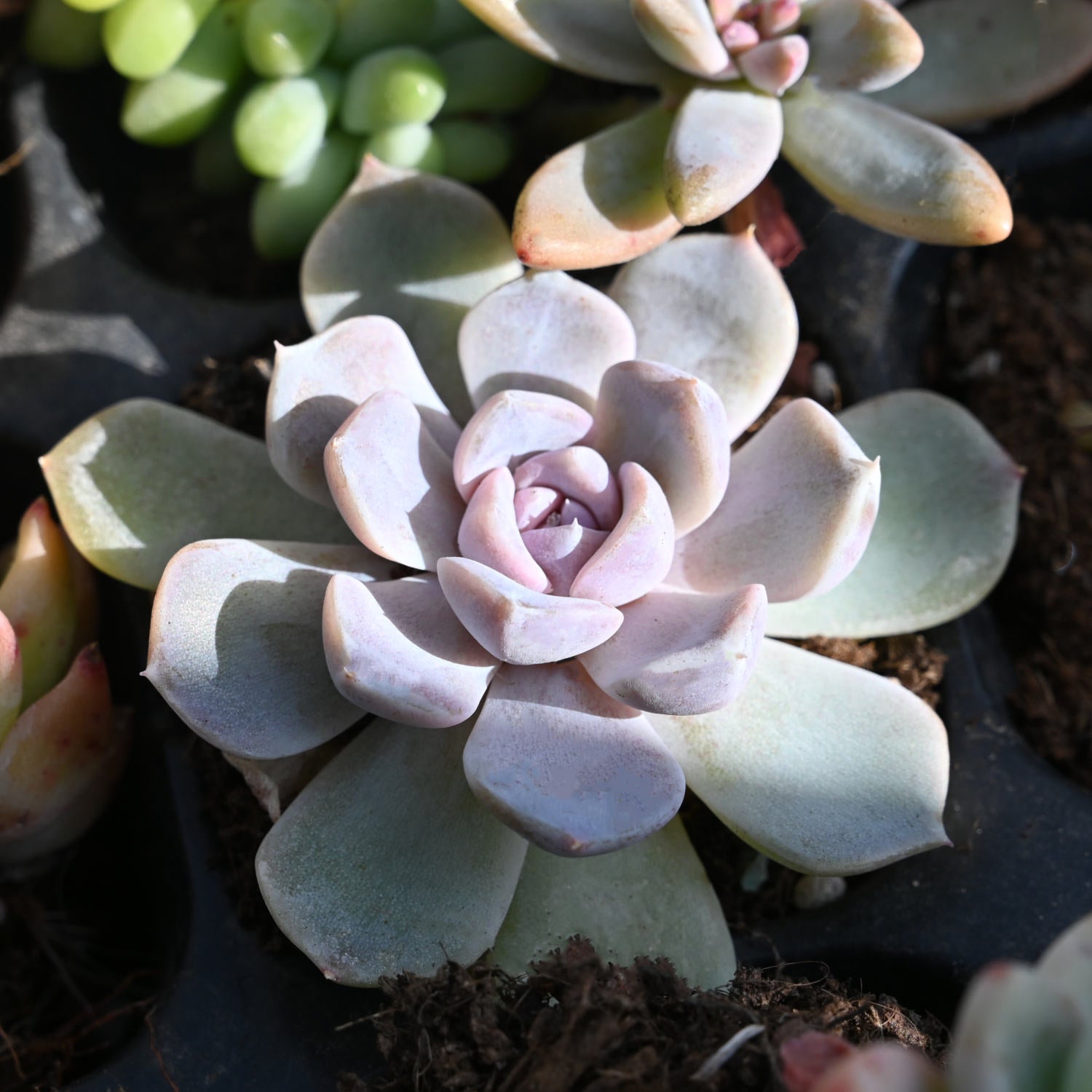 bunny plant succulent Echeveria 'Snow Bunny'
