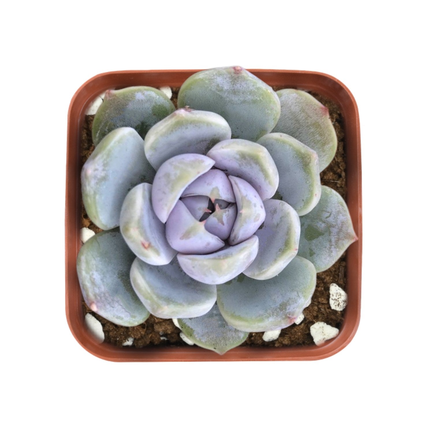 bunny succulents for sale Echeveria 'Snow Bunny'