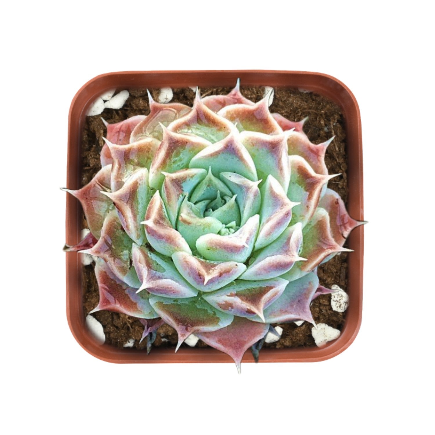 go succulent Echeveria sp. 'Gilo'