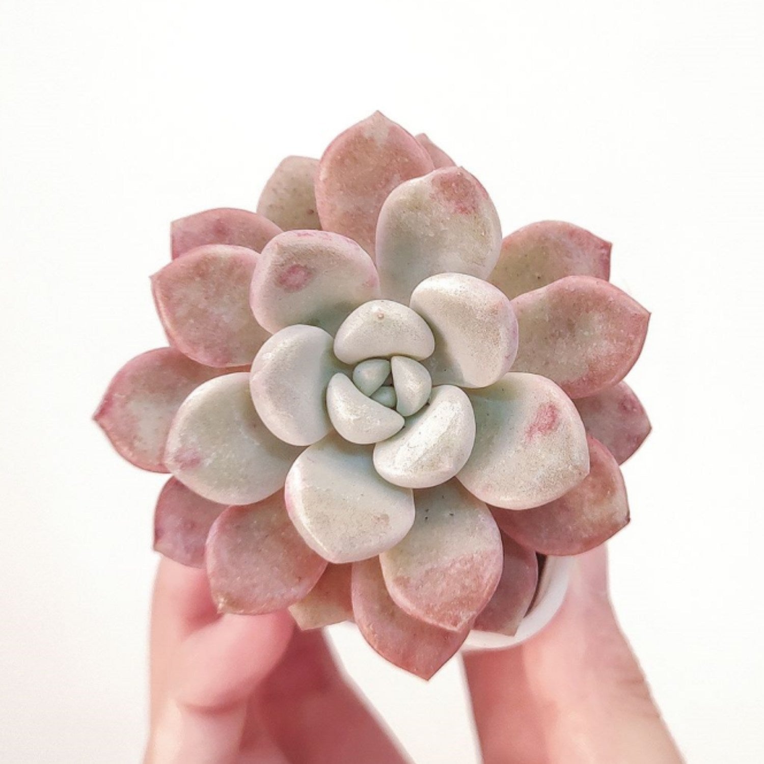 spotted succulent Echeveria Spotted Deer (Rare)