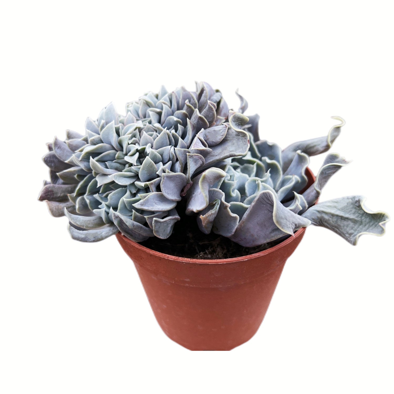 swan lake succulent Crested Echeveria Swan Lake (4 inch)(Limited) – Thenextgardener