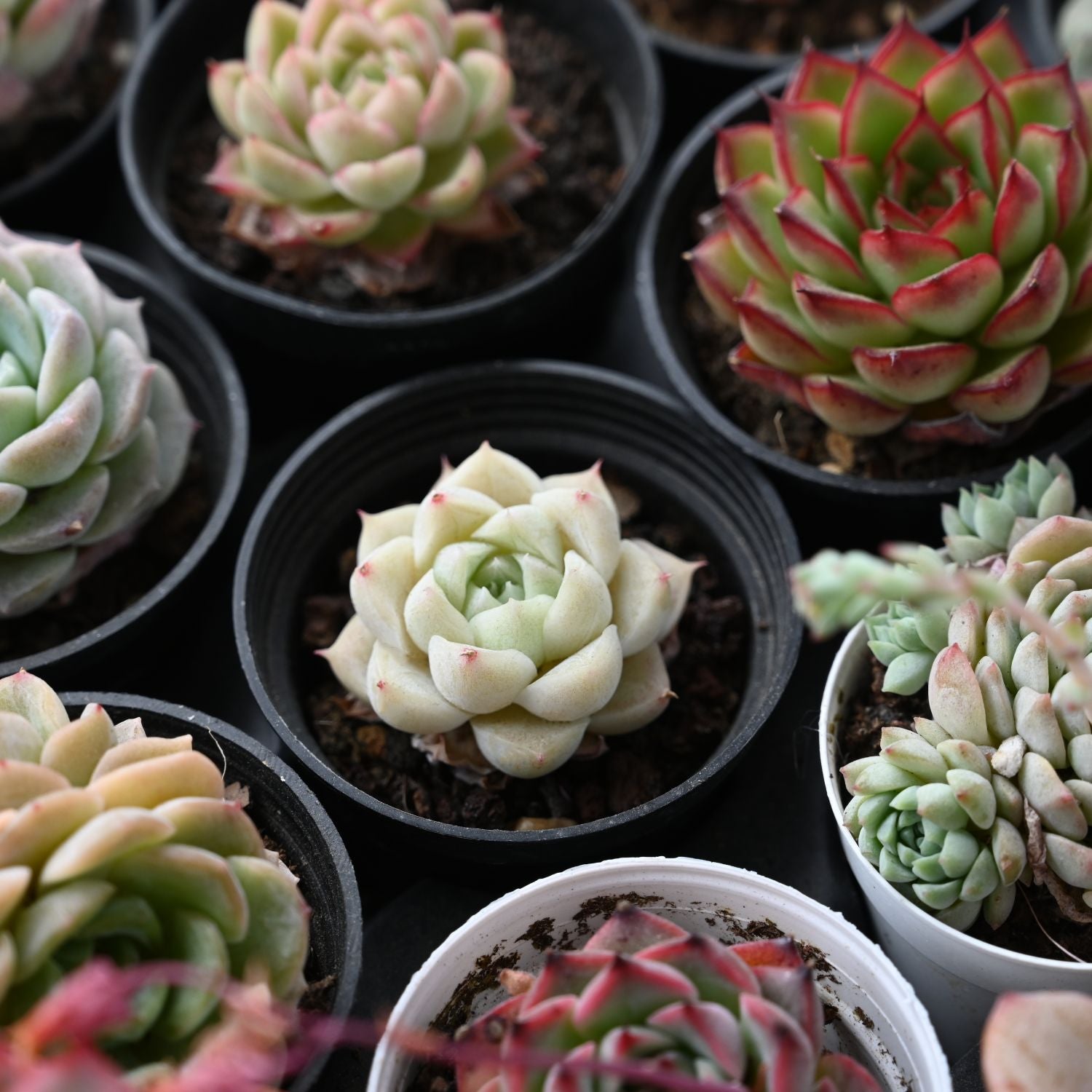 succulent turned white Echeveria 'White Queen'