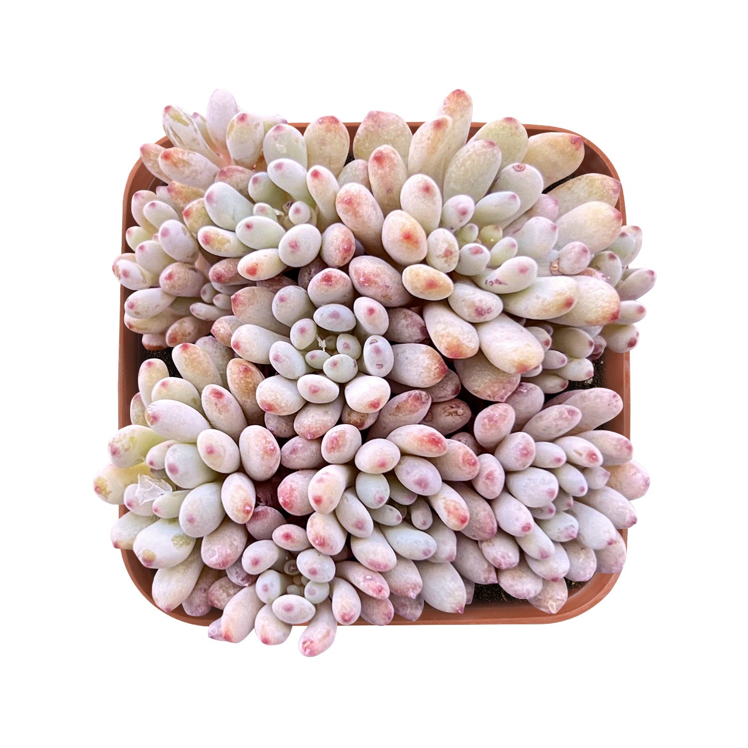bluebean succulent Graptopetalum pachyphyllum 'Bluebean'