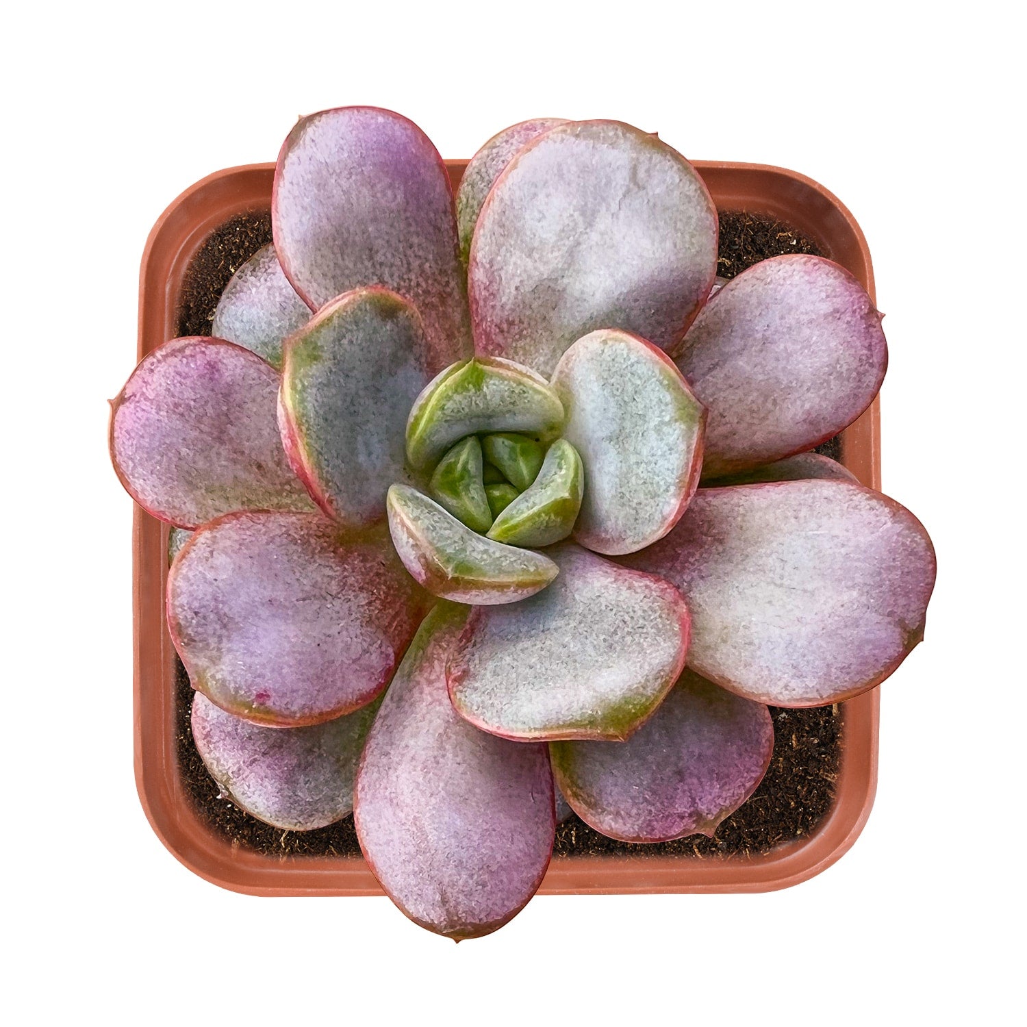 amethorum succulent Graptoveria Amethorum