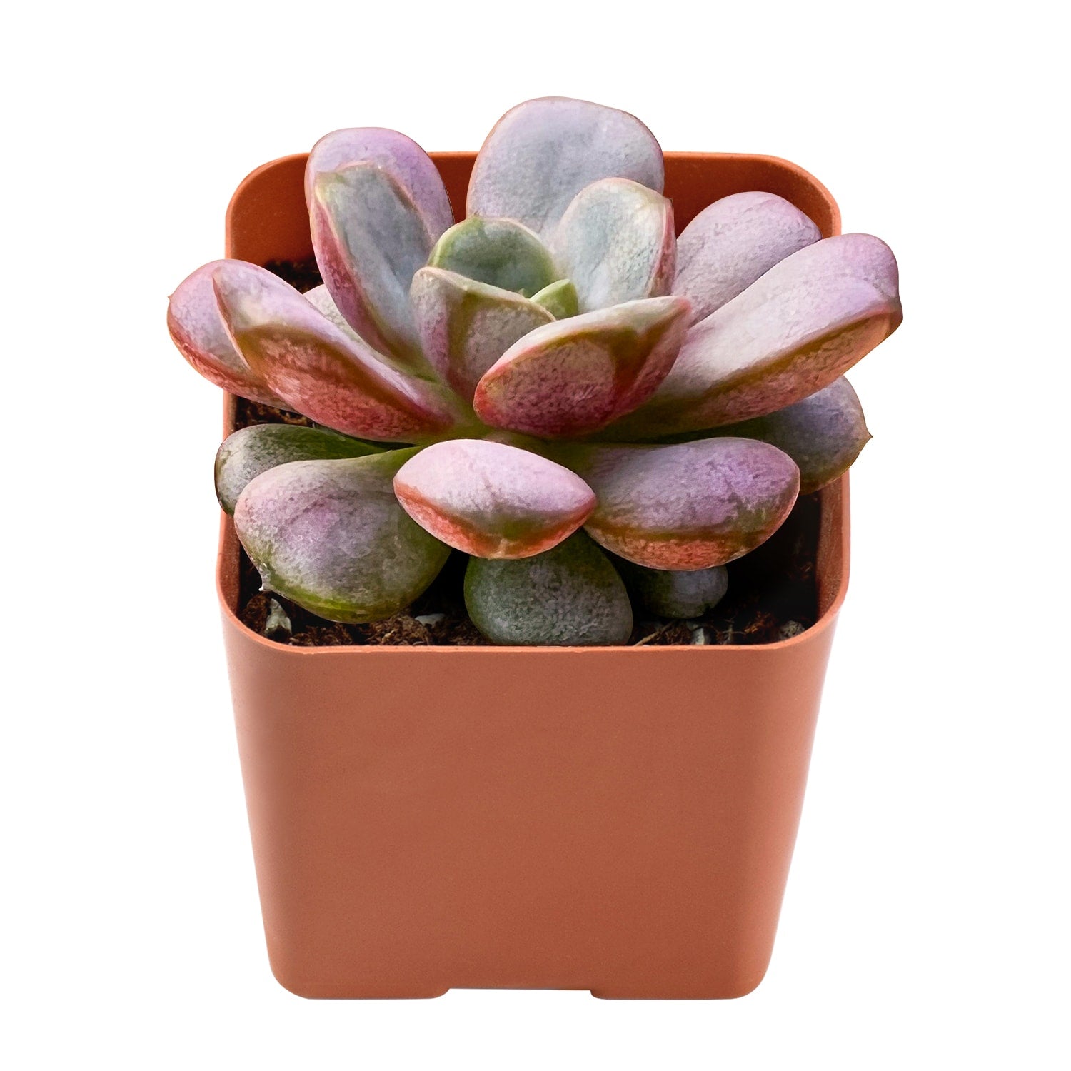 amethorum succulent Graptoveria Amethorum
