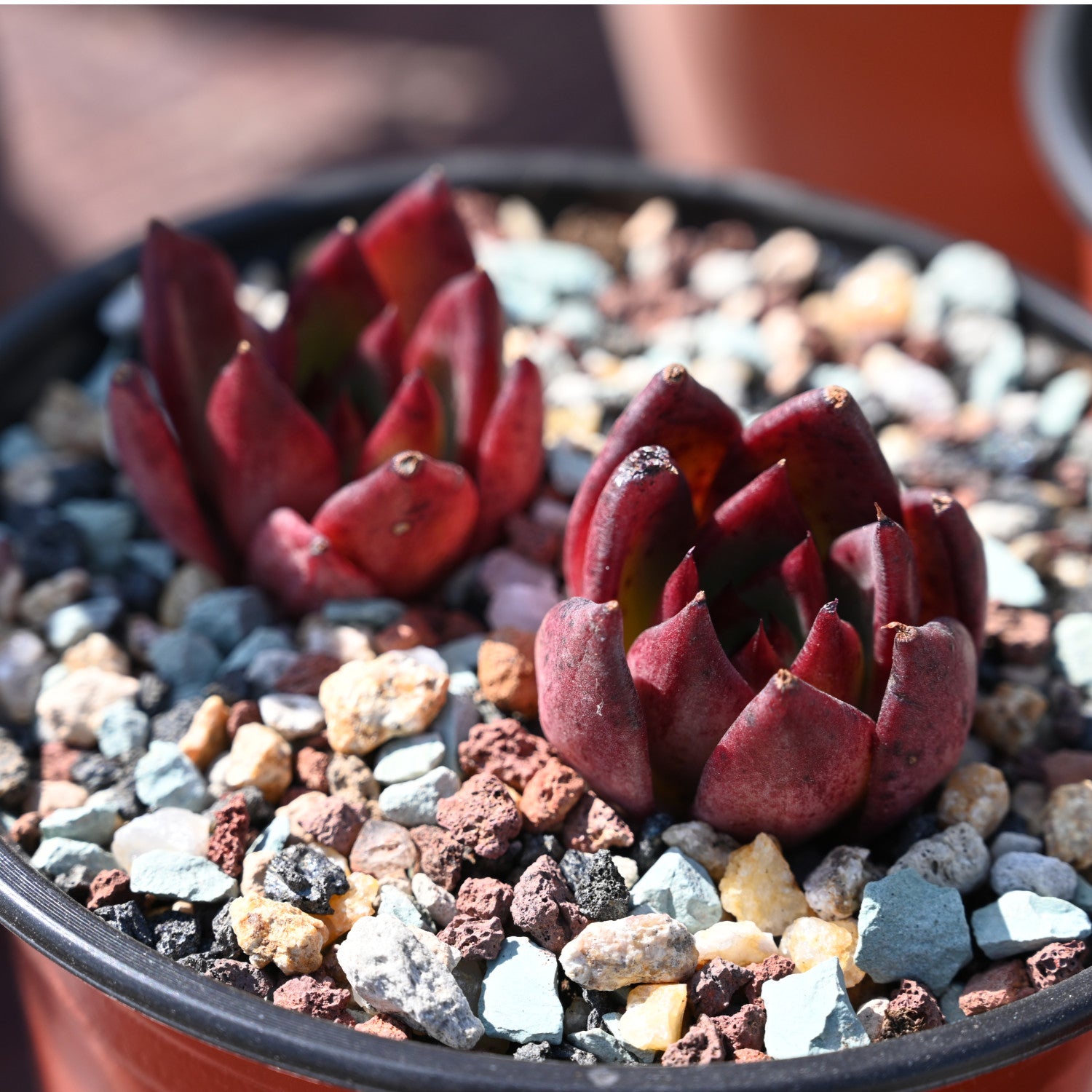 succulent soil gritty mix Gritty Mix Rocks for Succulent Top Dressing, Soil Amendments – Thenextgardener