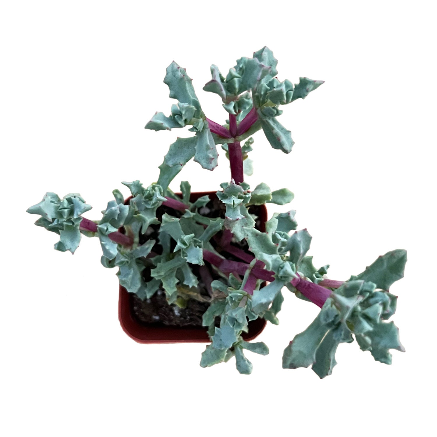 oscularia succulent Oscularia Pedunculata