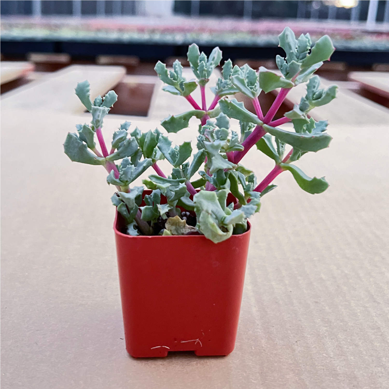 oscularia succulent Oscularia Pedunculata