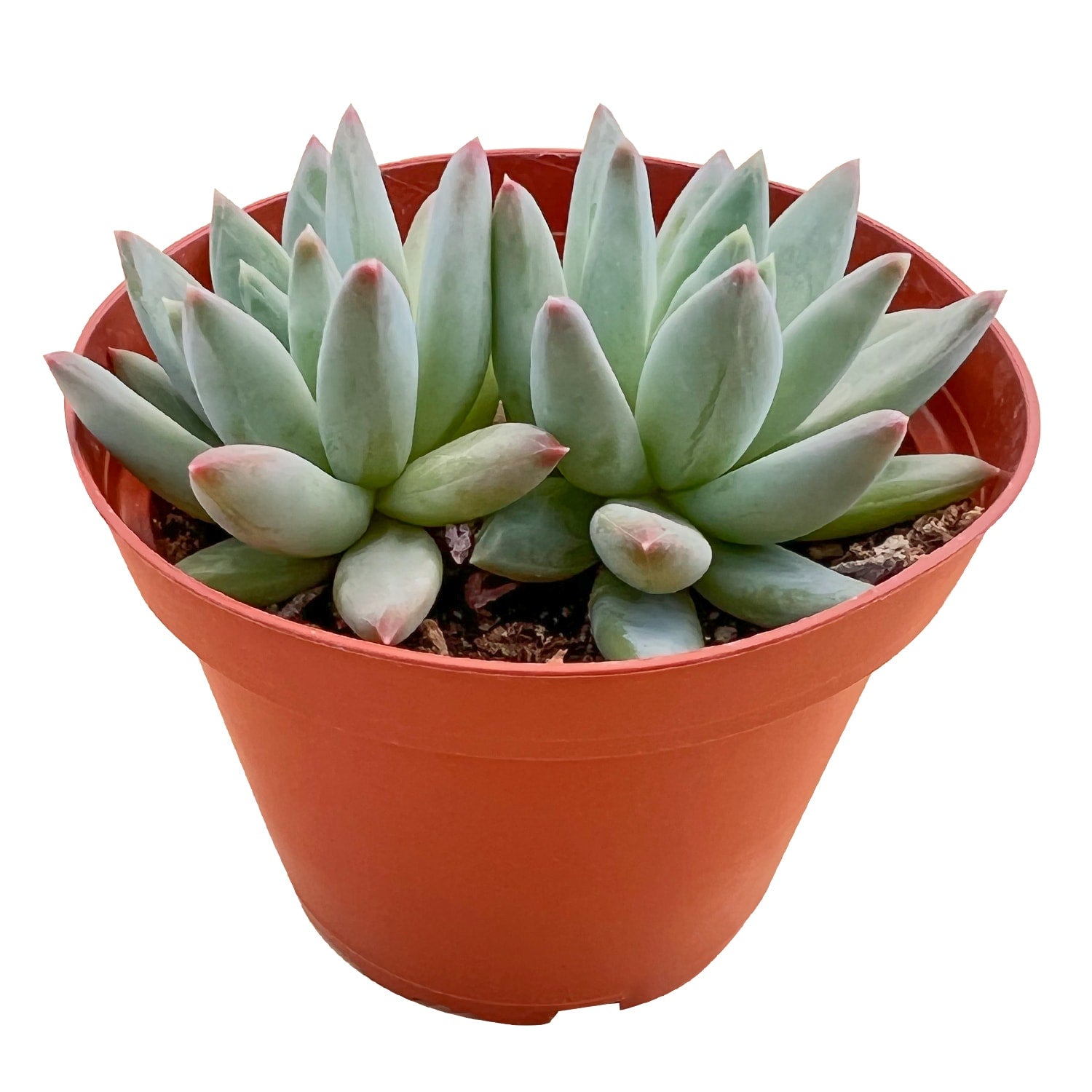 little jewel succulent tall Pachyveria Glauca 'Little Jewel' (4 inch) 1 Plant
