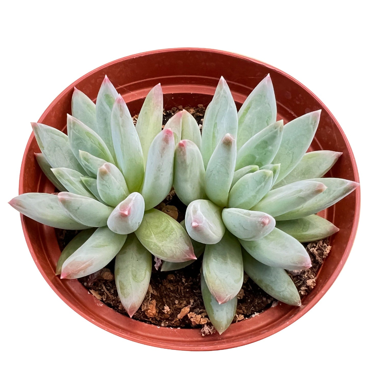 jewel succulent Pachyveria Glauca 'Little Jewel' (4 inch) 1 Plant