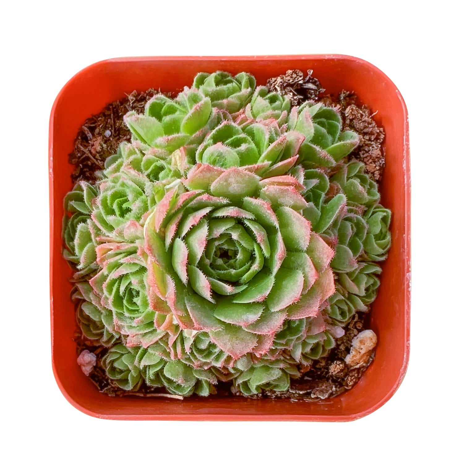 rosularia succulent Rosularia platyphylla