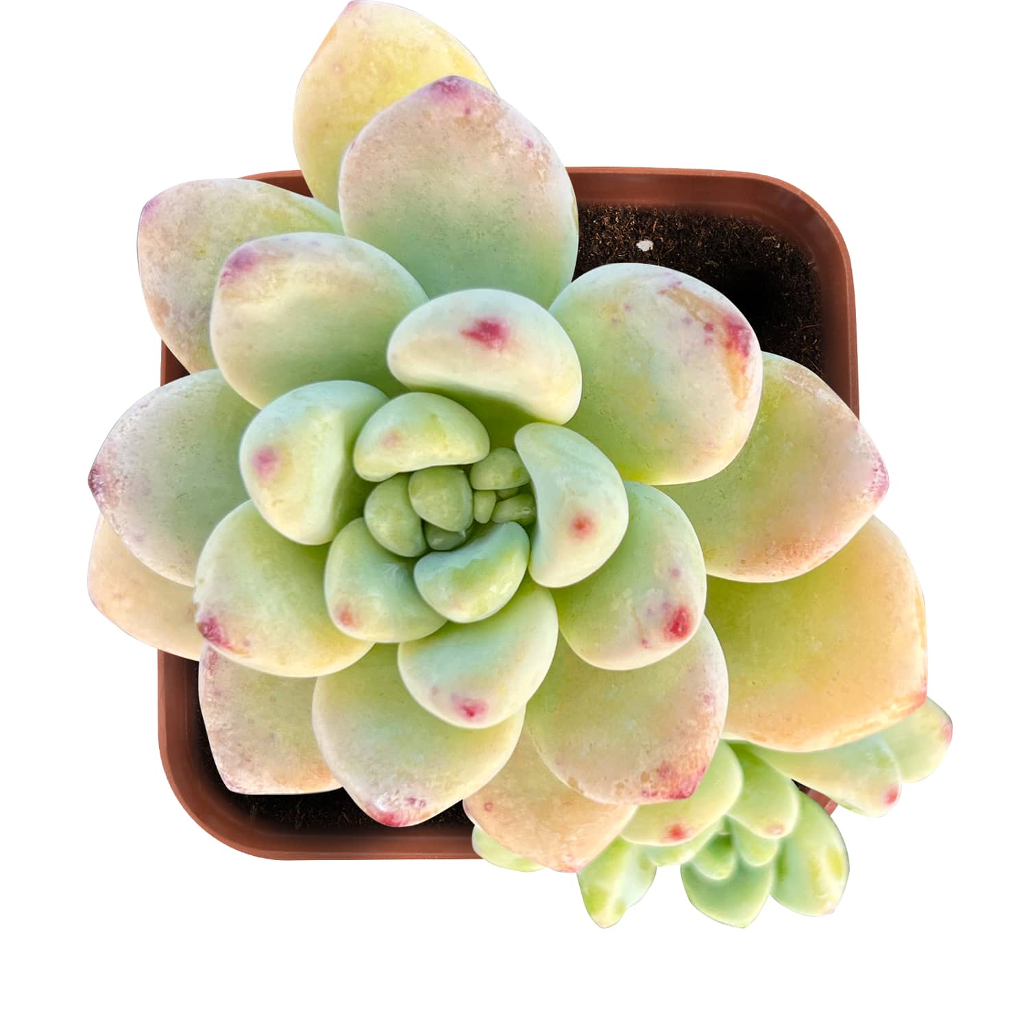 gorge sedum succulent Sedum Clavatum/Tiscalatengo Gorge Sedum Tree 20 Plants