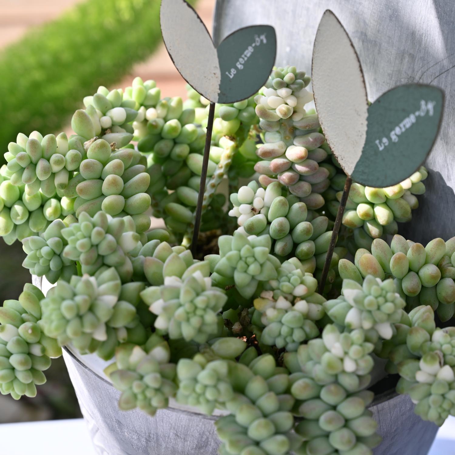 morganianum succulent Sedum Morganianum/ Donkey tail/ Burro's tail