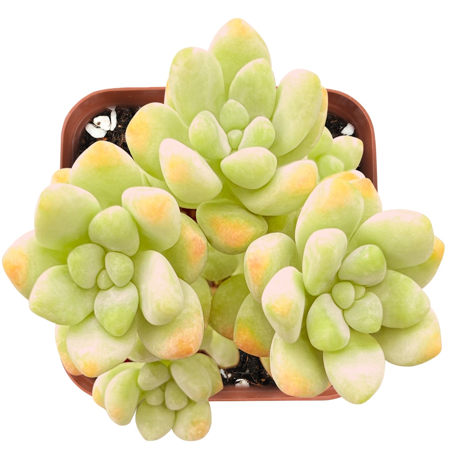 sedum treleasei succulent Sedum Treleasei