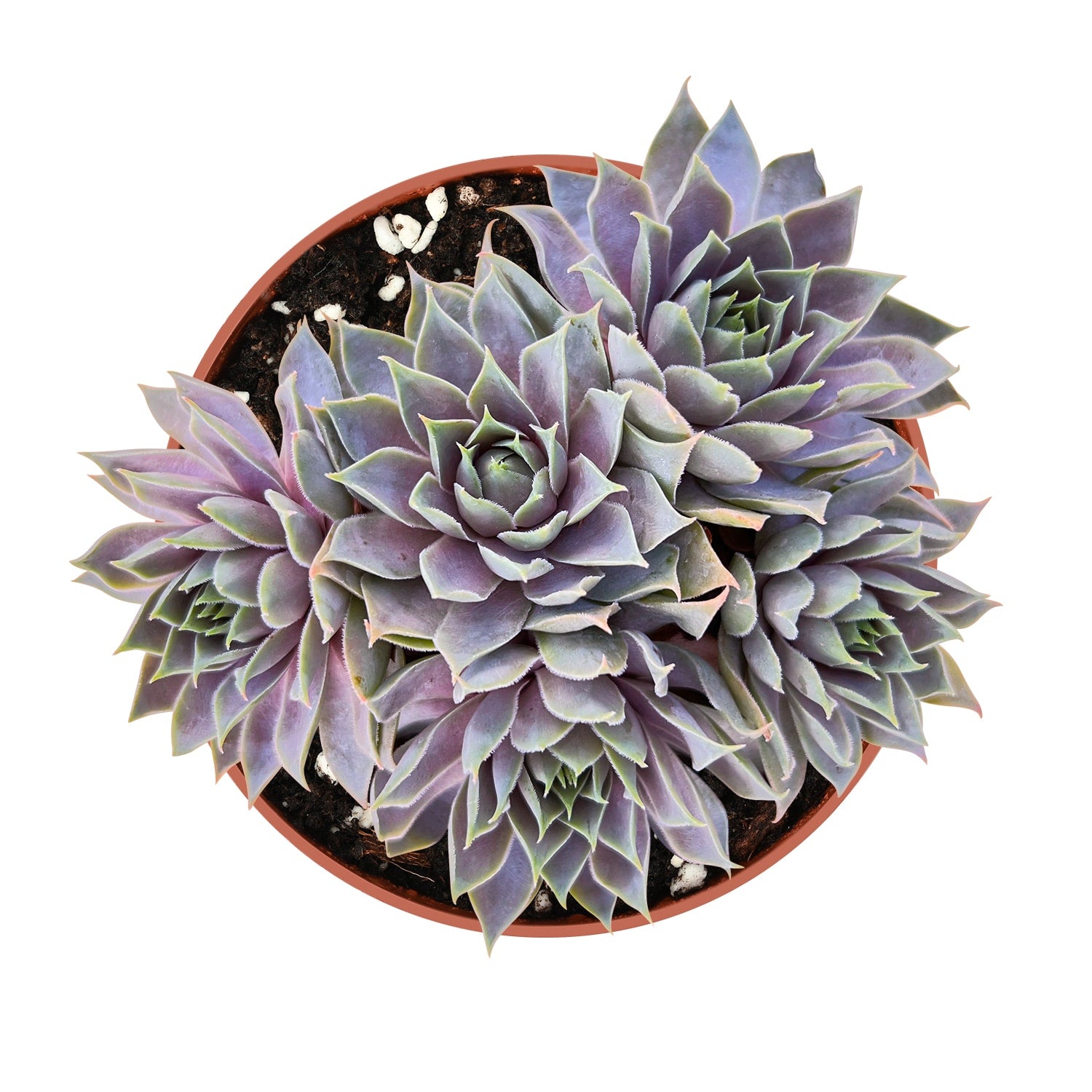 grey succulent plants Sempervivum 'Grey Lady' (4 inch)