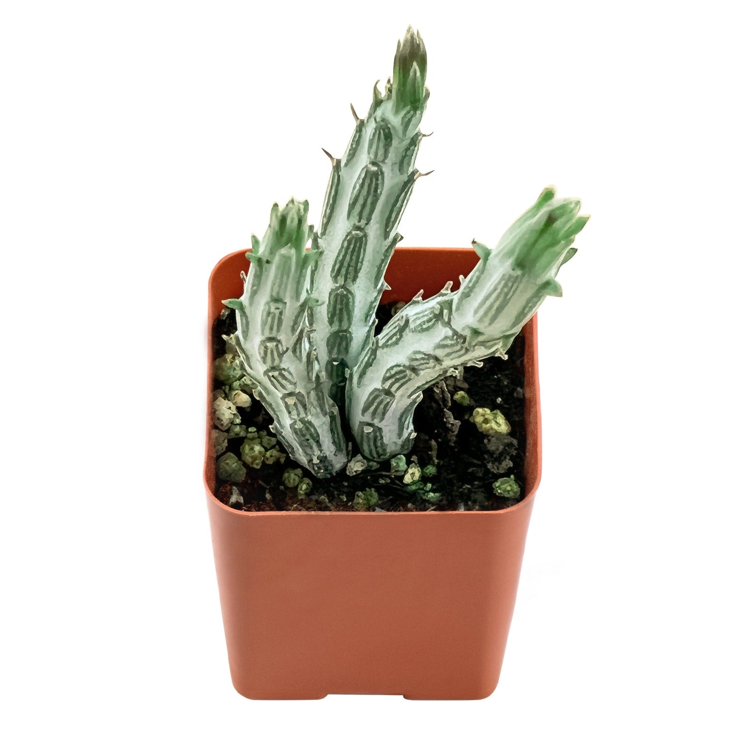 pickle plant succulent kleinia stapeliiformis Senecio Stapeliiformis 1 Plant