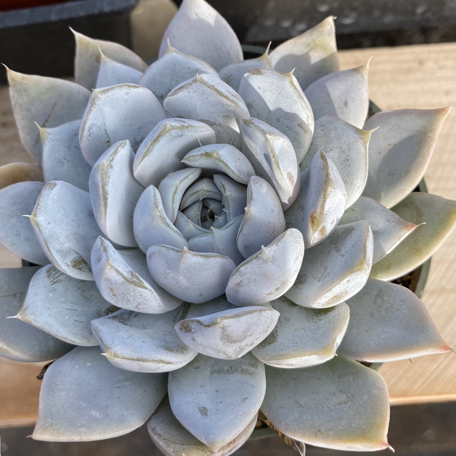 bunny succulent blue Echeveria 'Snow Bunny' (4 inch) Multi-head / 10 Plants