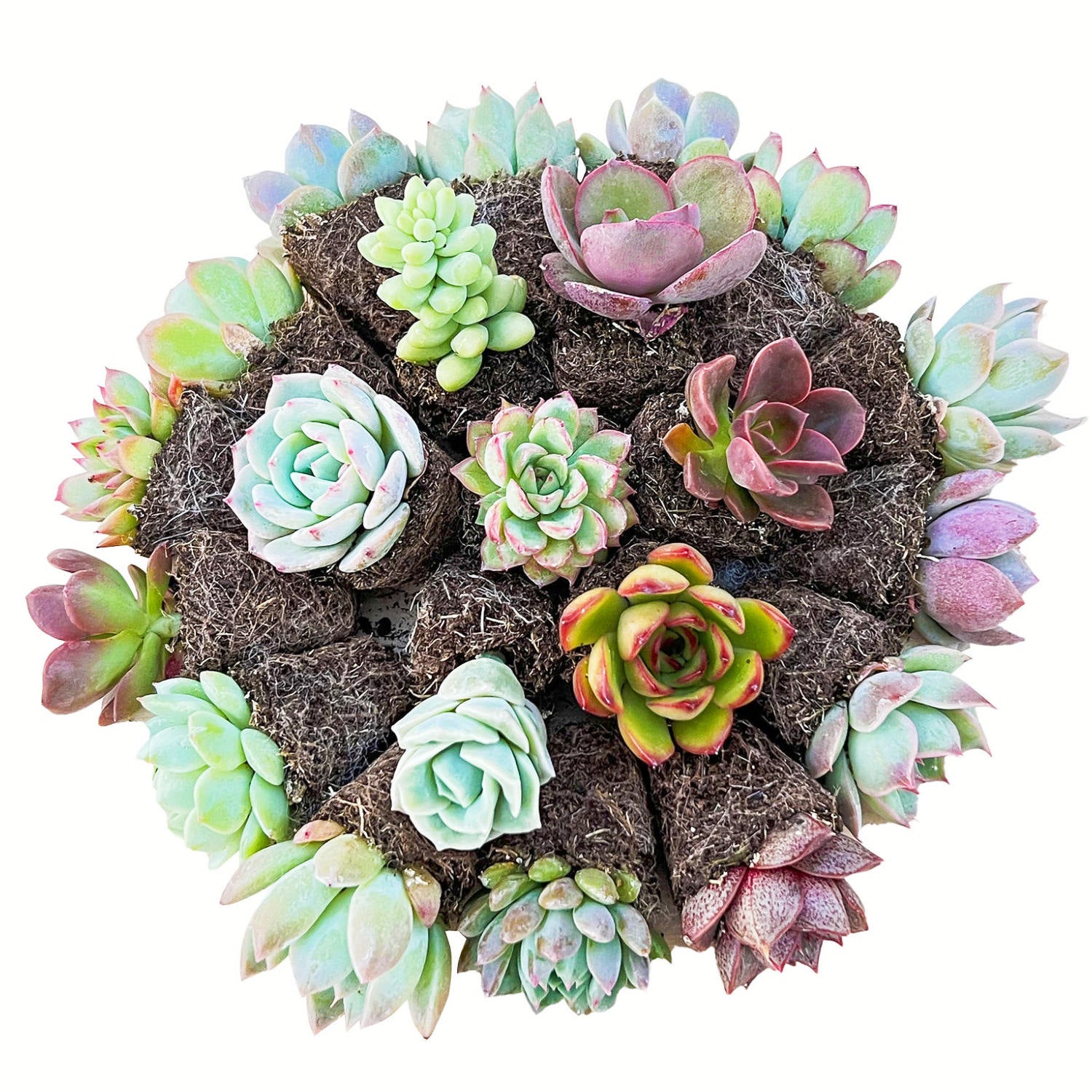 succulent plugs wholesale 10 Assorted Rosettes Succulent Plugs (10 Varieties)