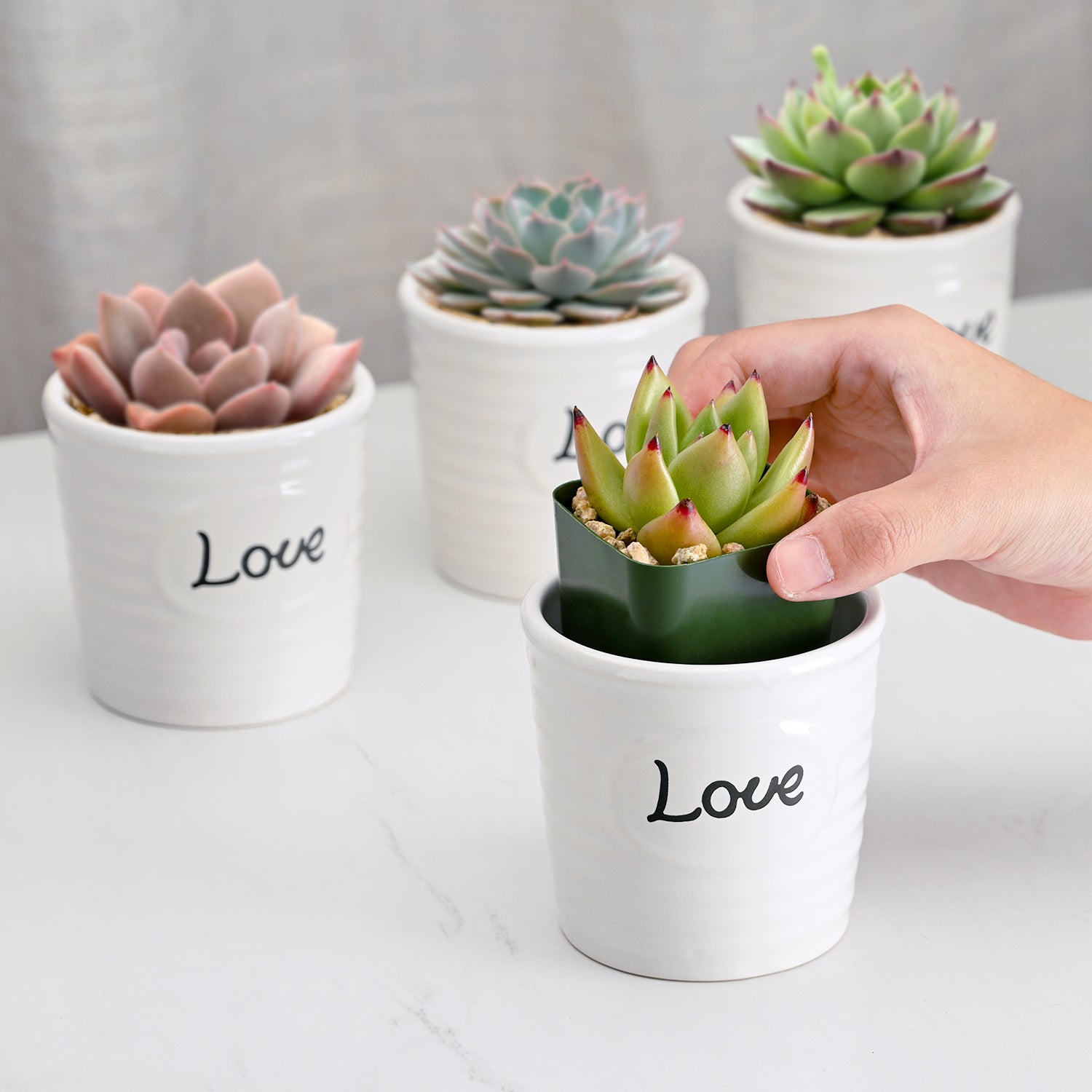 succulent love Love Mini Succulent Favors Ceramic