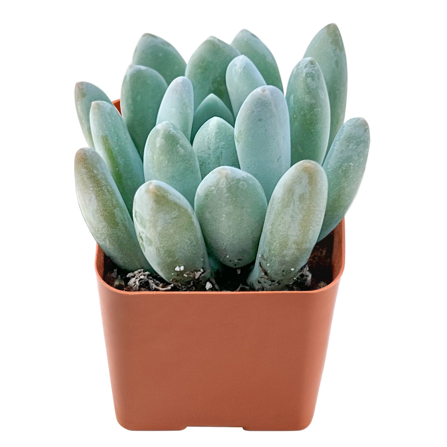 cutix succulent x Pachyveria 'Clavifolia'