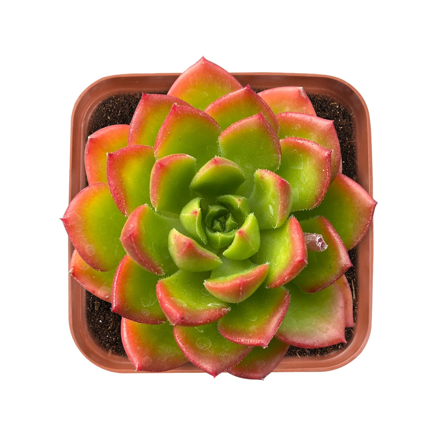 succulent letizia x Sedeveria Letizia