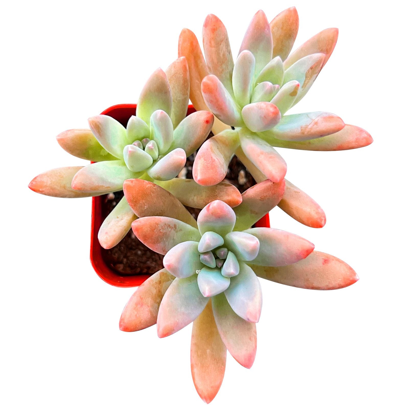 francesco baldi succulent x Graptosedum 'Francesco Baldi'