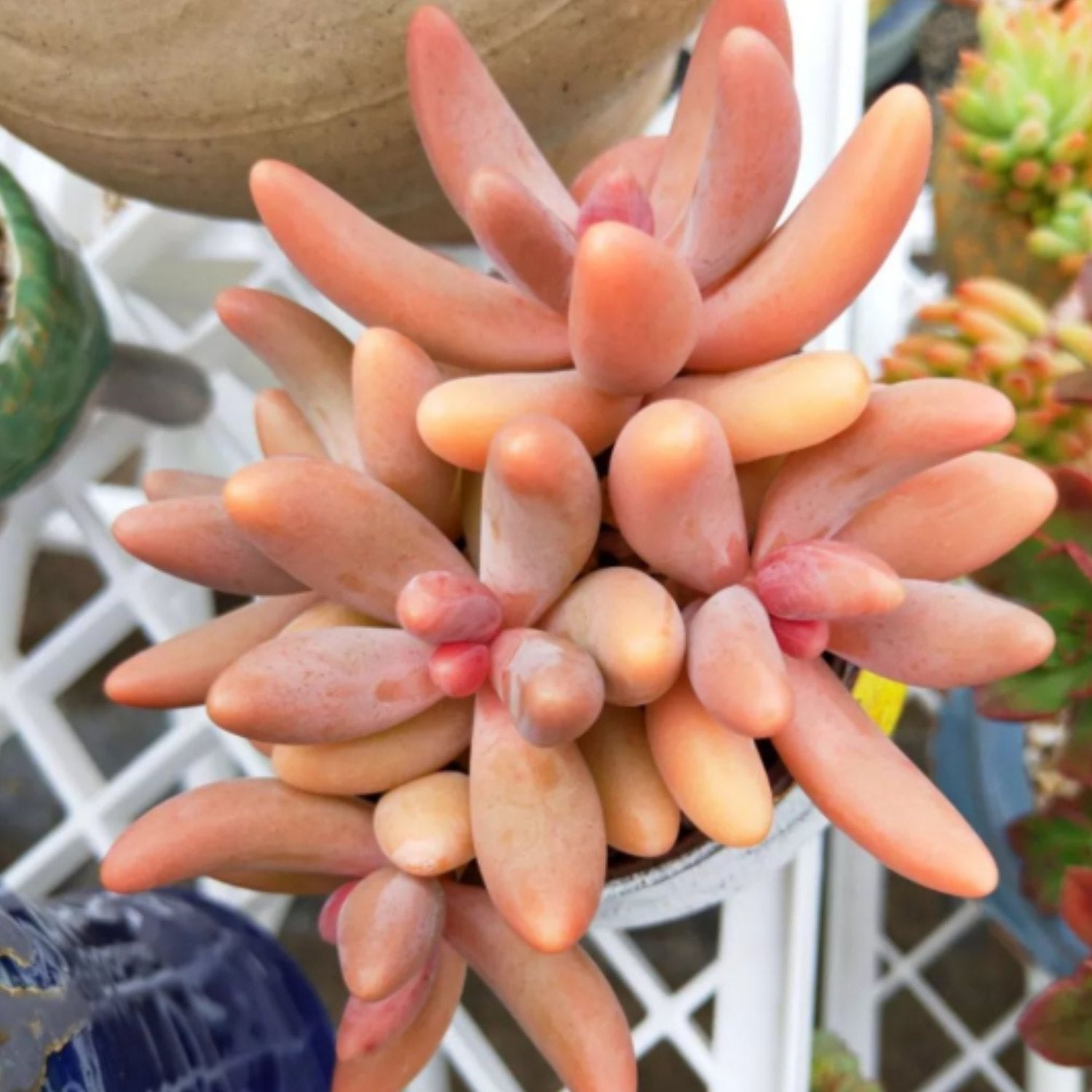ganzhou succulent x Pachysedum 'Ganzhou'